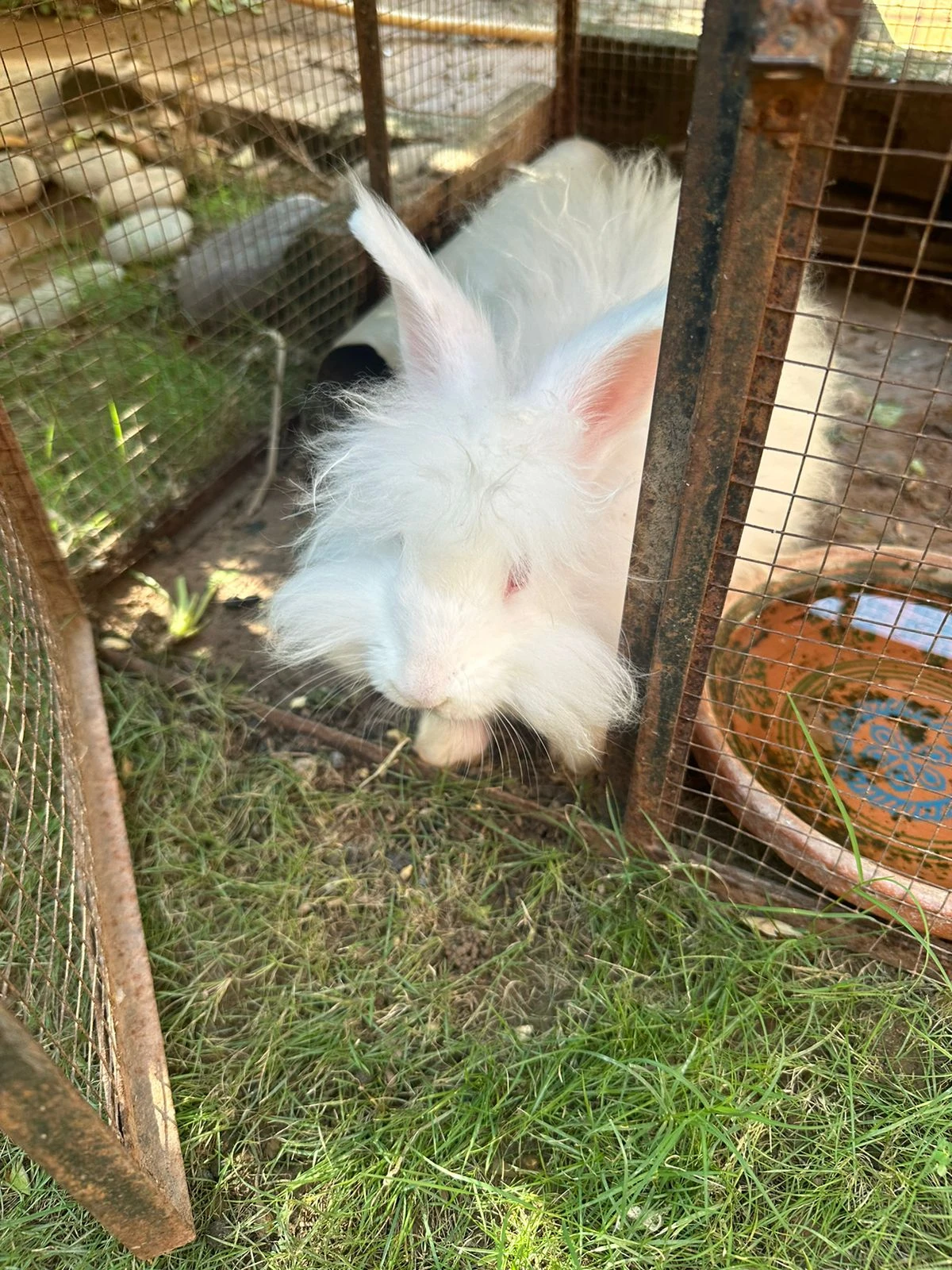 1 white and 1 black rabbits for sale-Image 5