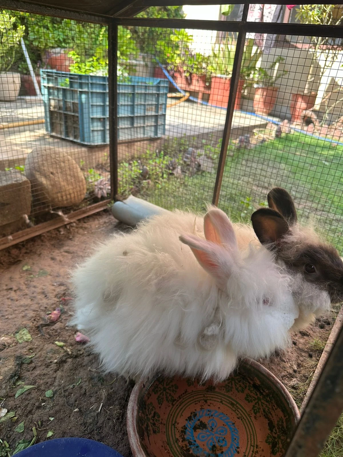 1 white and 1 black rabbits for sale-Image 6