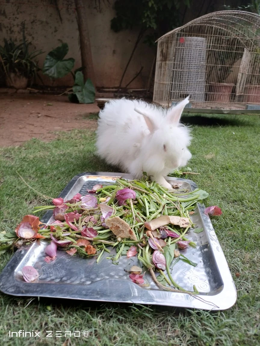 1 white and 1 black rabbits for sale-Image 7