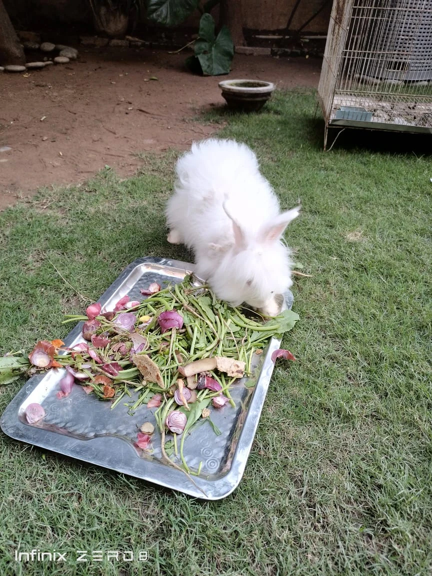 1 white and 1 black rabbits for sale-Image 8