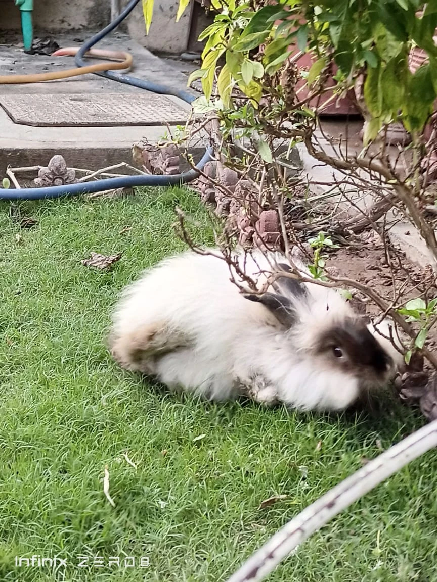 1 white and 1 black rabbits for sale-Image 11