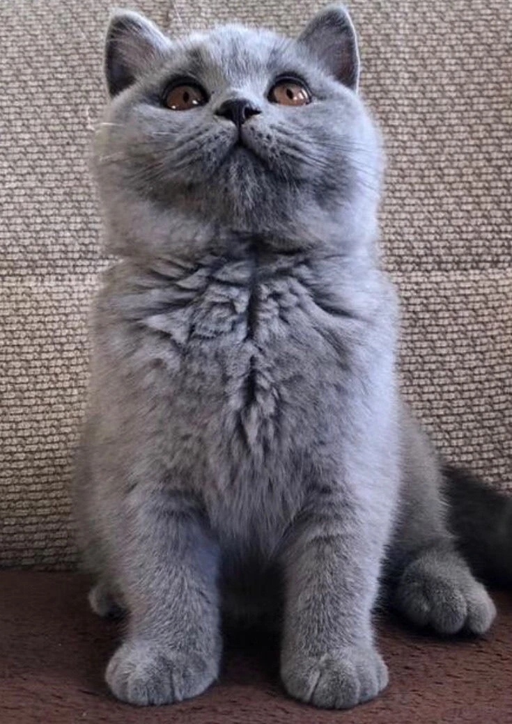 Authentic British Shorthair,imported from Canada-Image 1