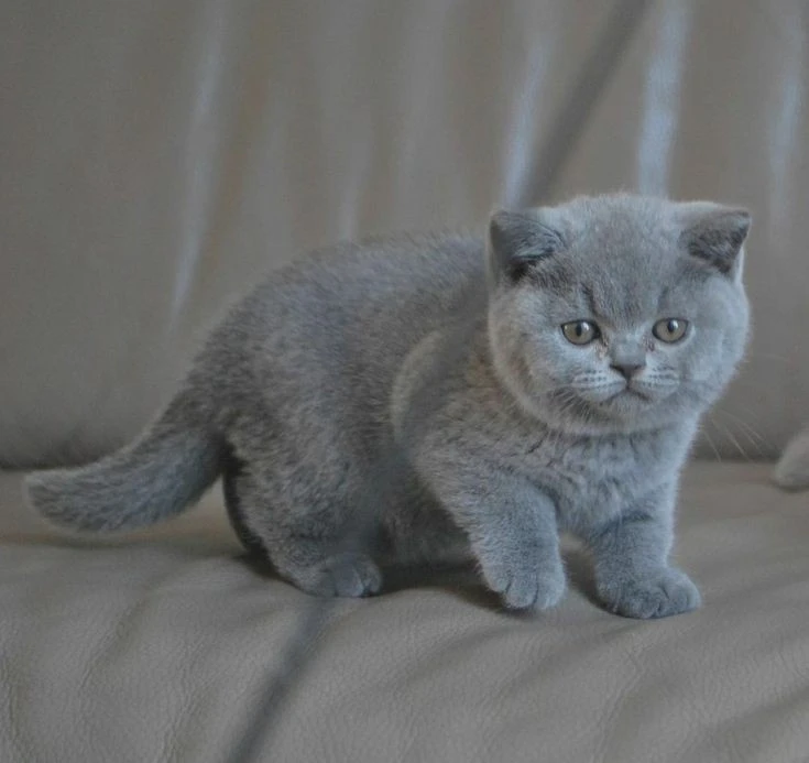 Authentic British Shorthair,imported from Canada-Image 3