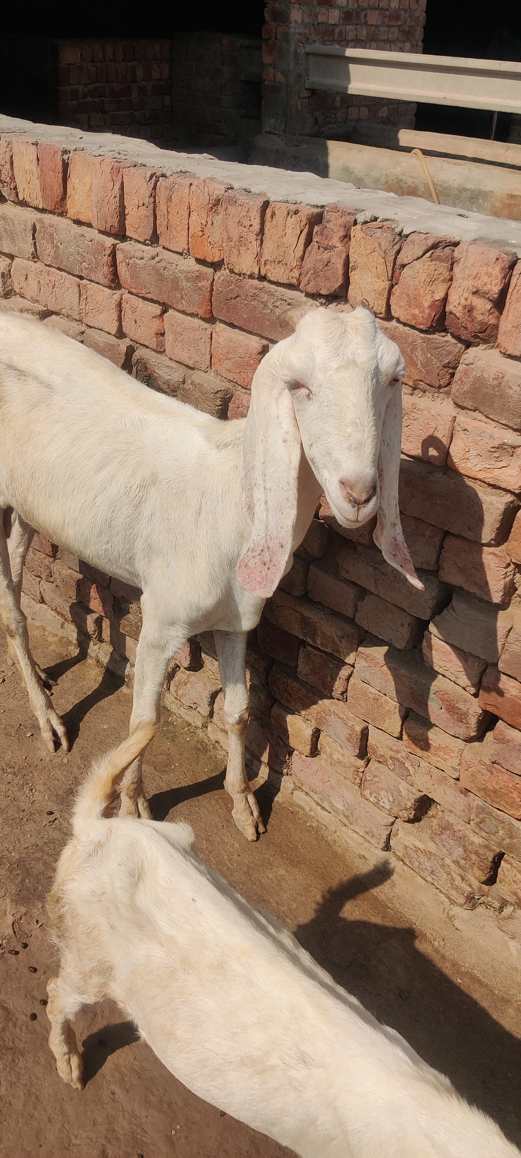 Beautiful Rajanpuri Bakri for Sale-Image 1