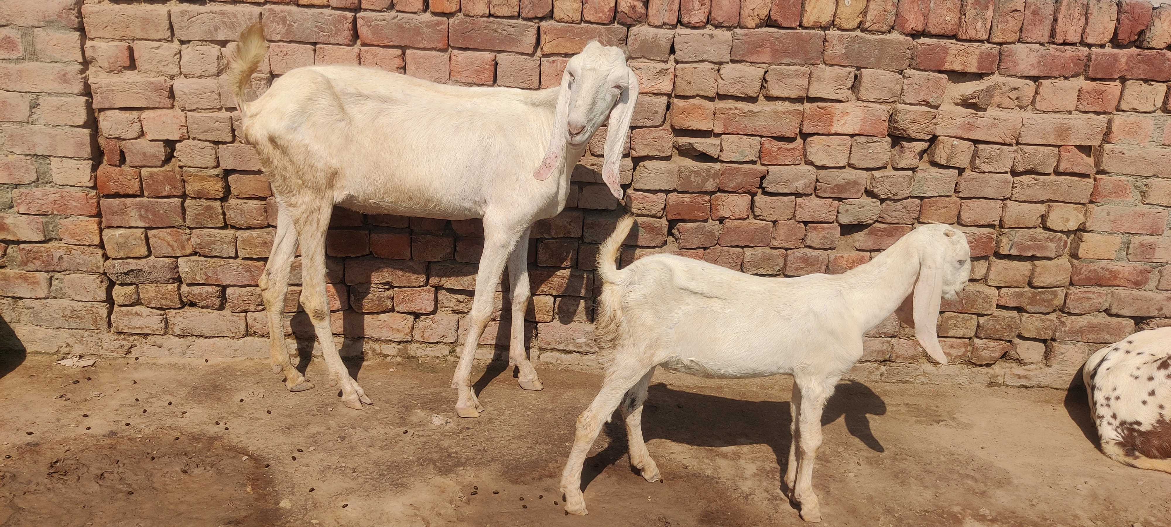 Beautiful Rajanpuri Bakri for Sale-Image 2