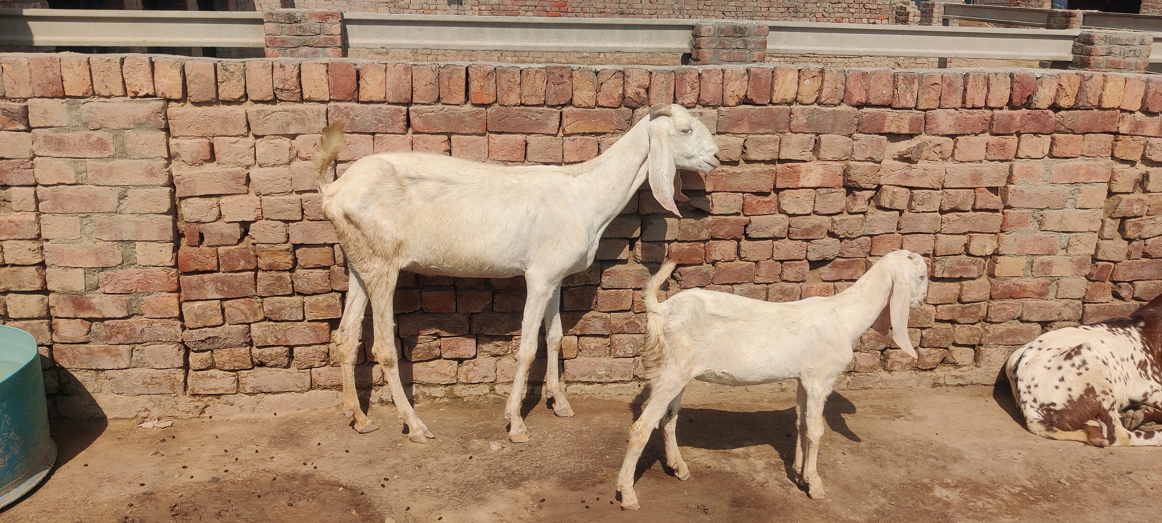 Beautiful Rajanpuri Bakri for Sale-Image 3