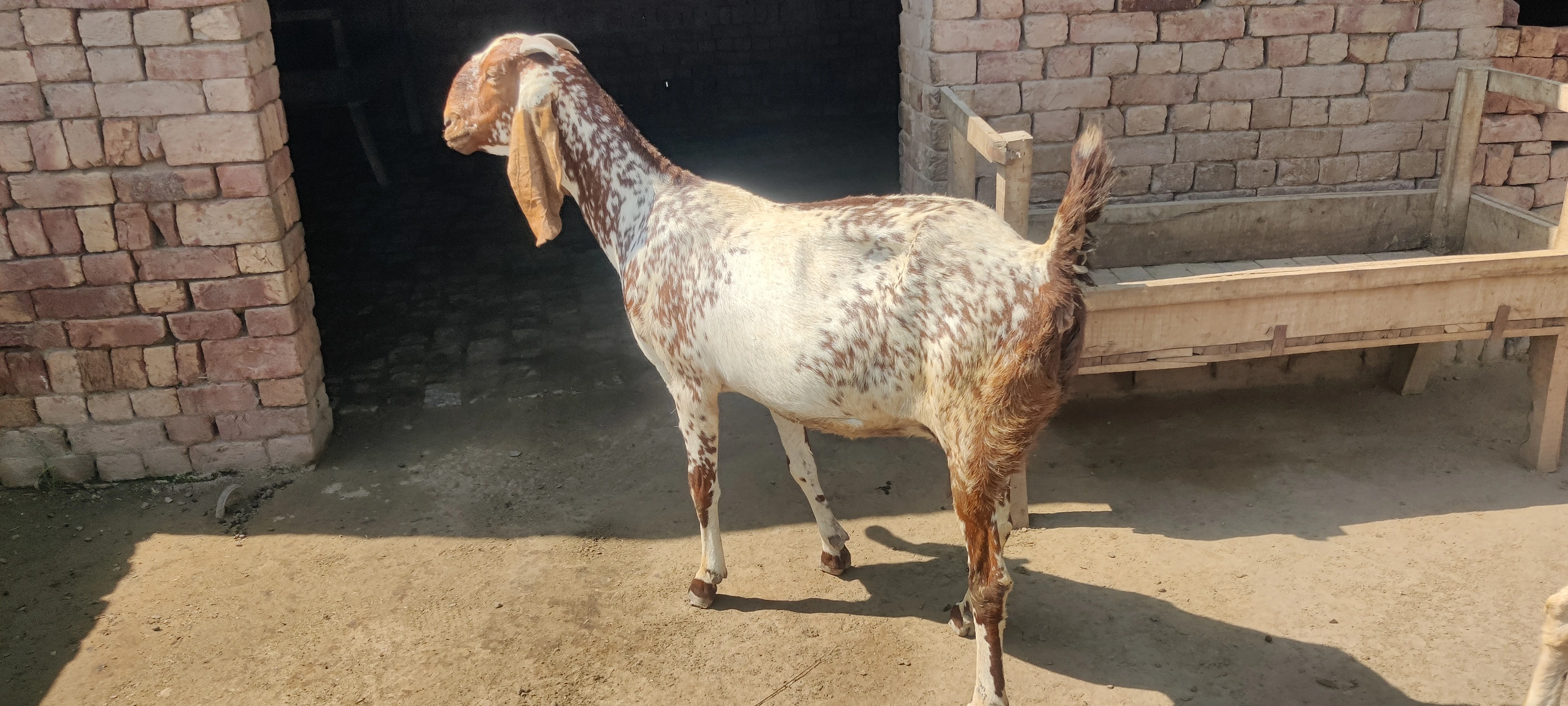 Beautiful Bakri For Sale-Image 1