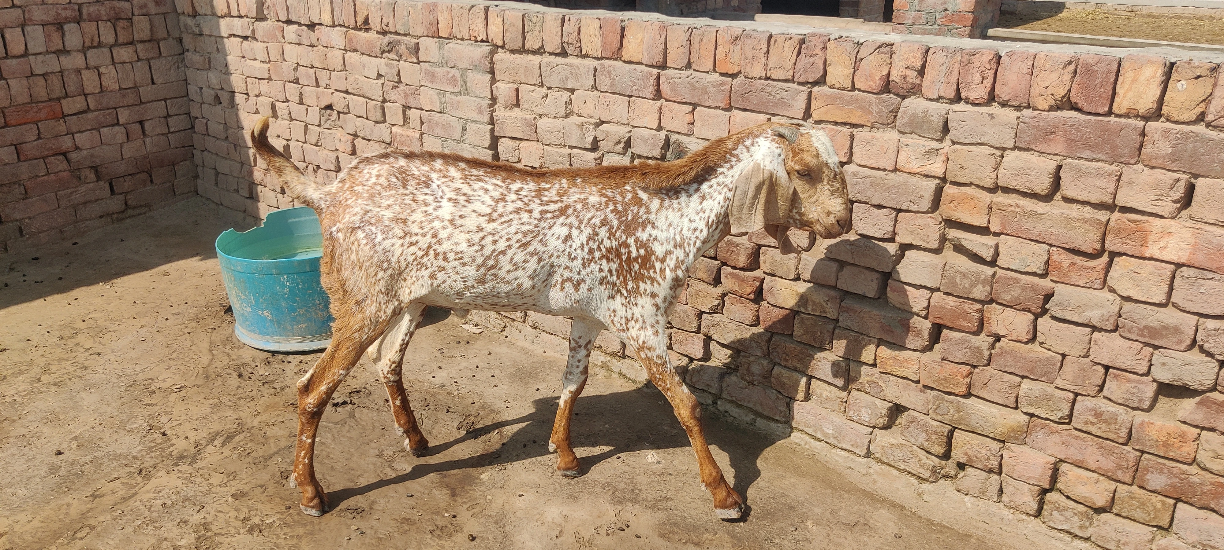 Healthy Bakra for Sale-Image 1