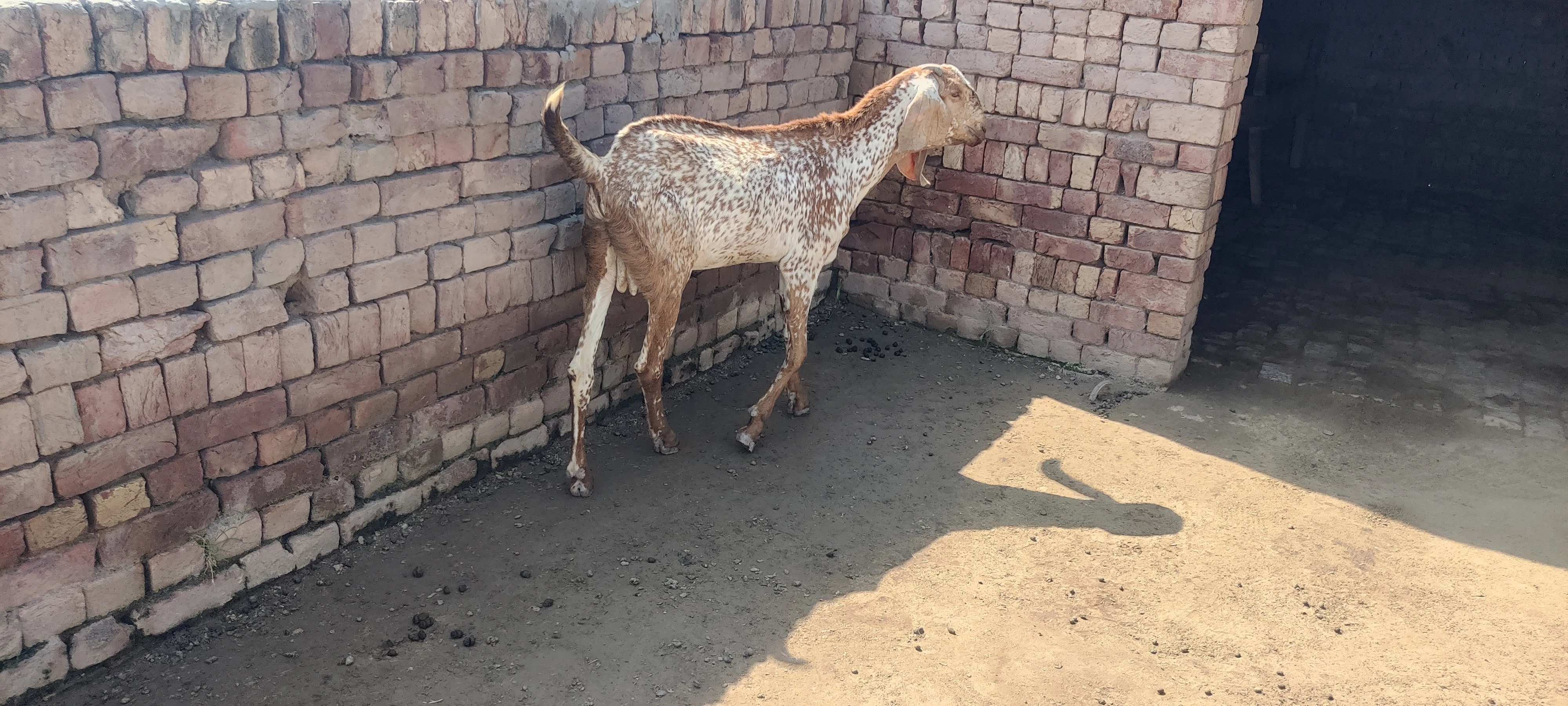 Healthy Bakra for Sale-Image 2