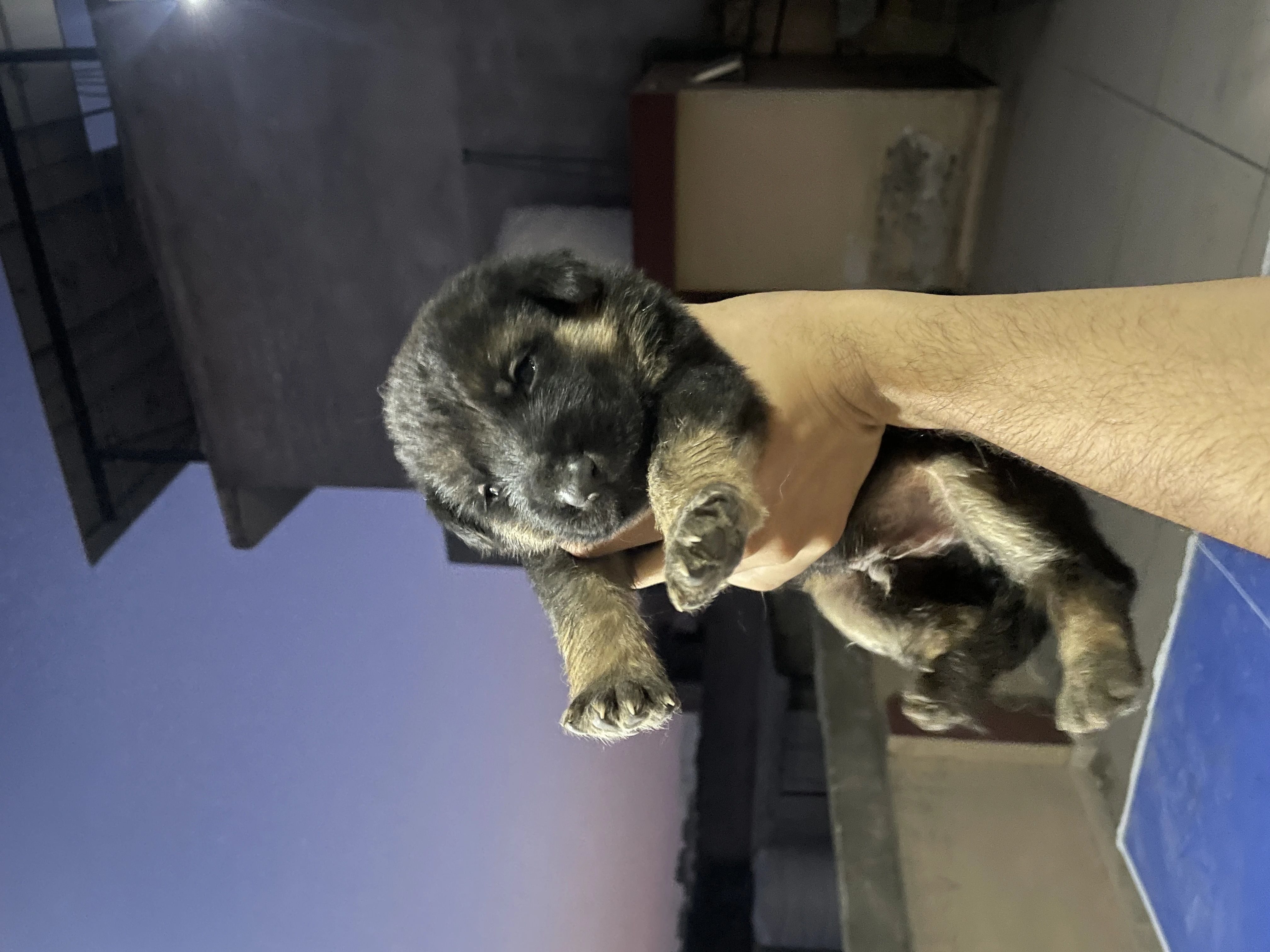 German shepherd long coat puppies-Image 1