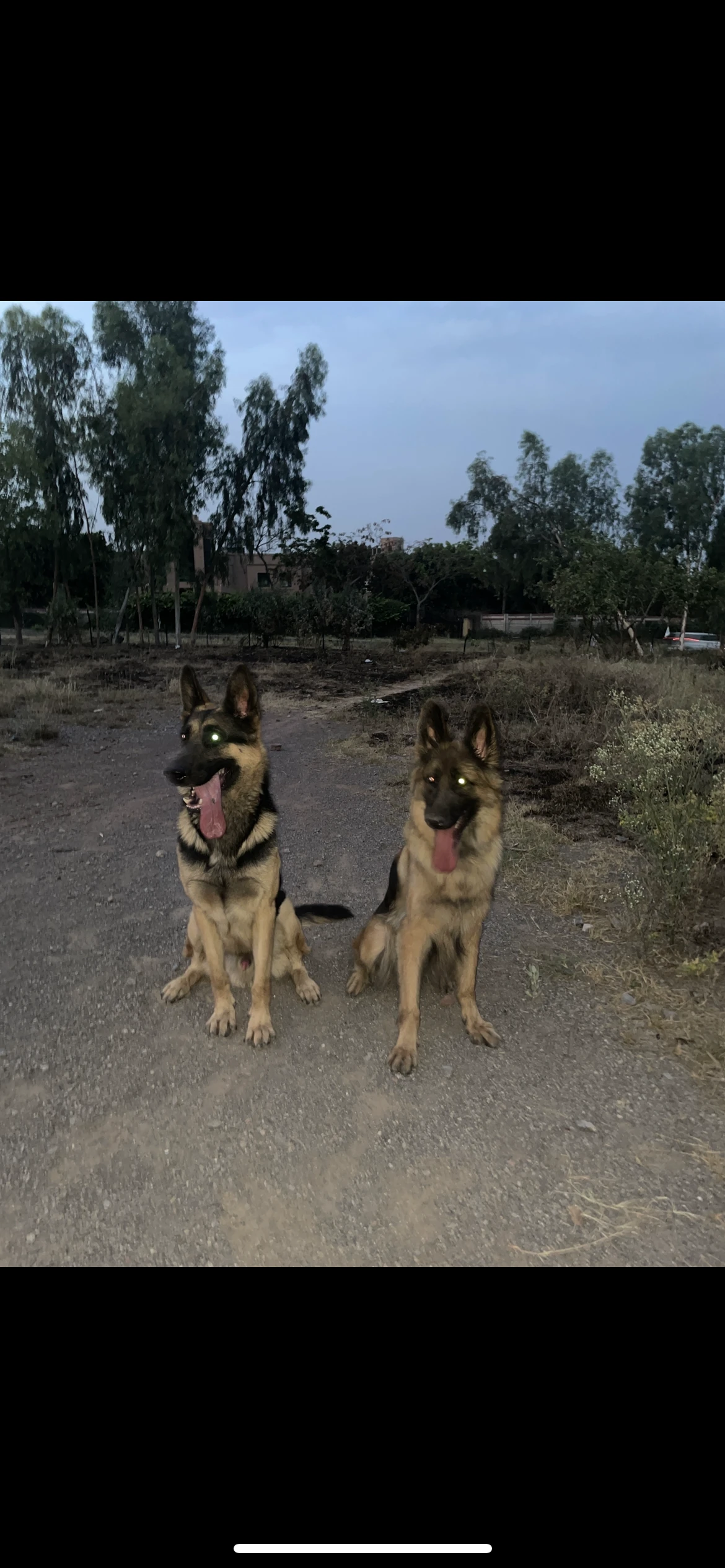 German shepherd long coat puppies-Image 4