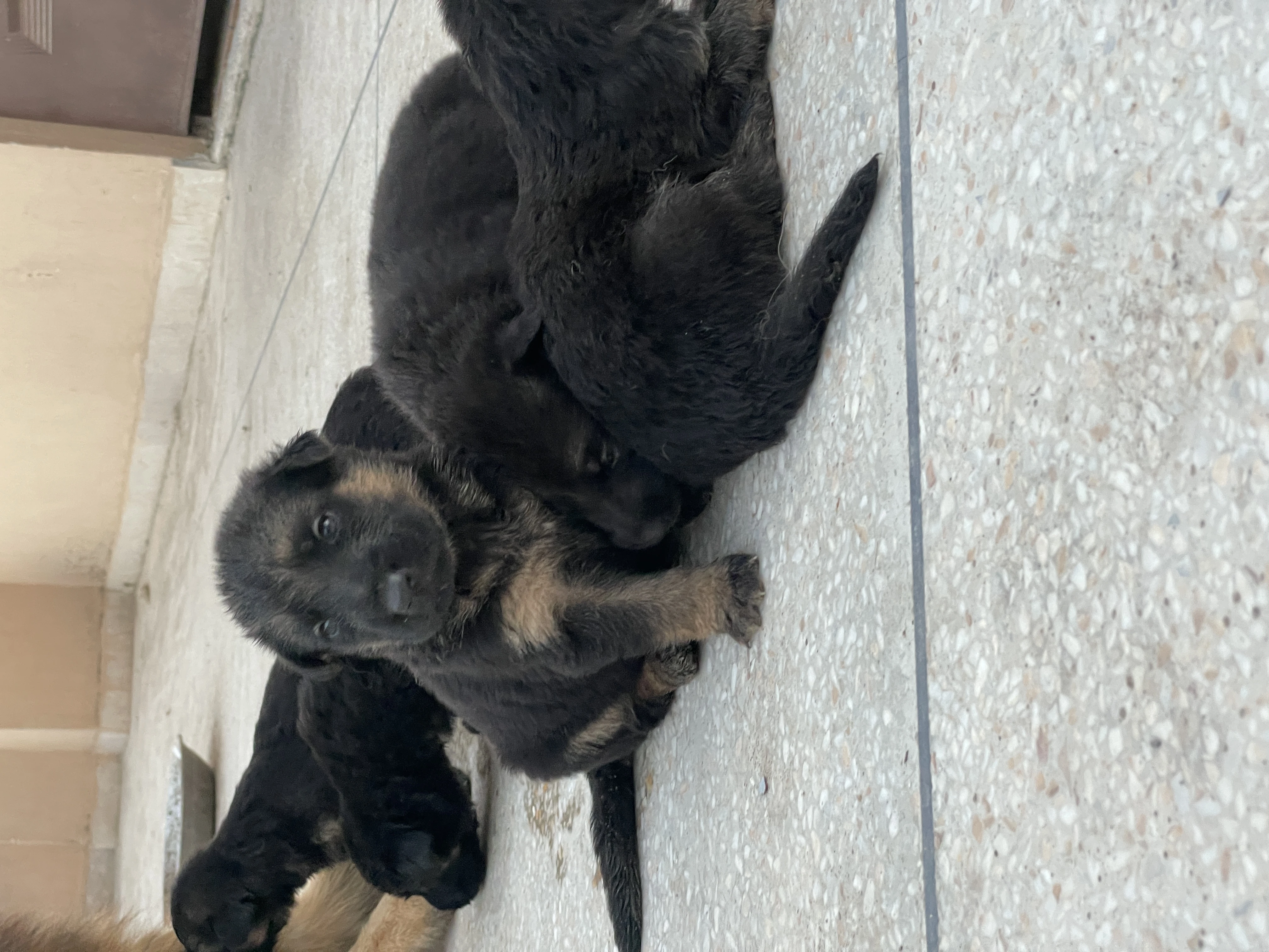 German shepherd long coat puppies-Image 5