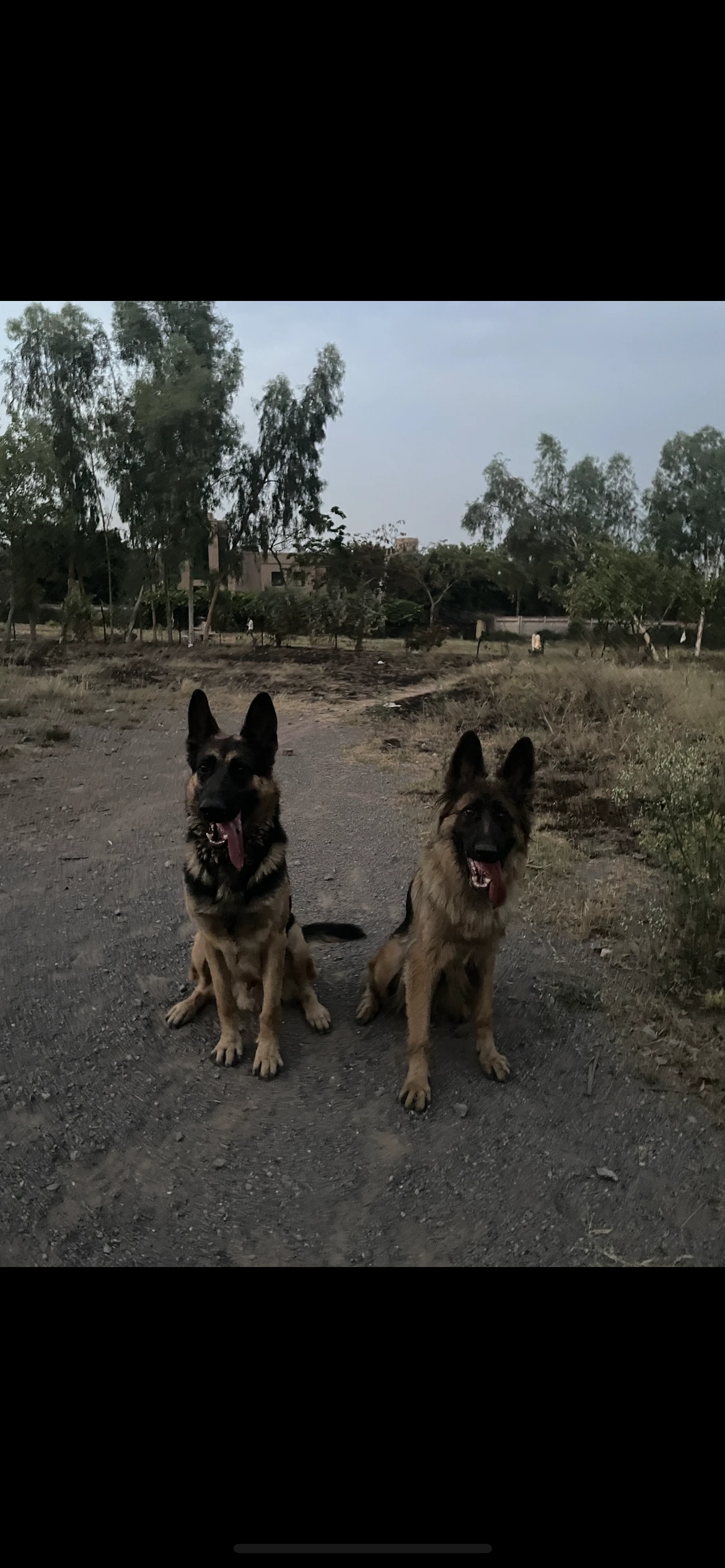 German shepherd long coat puppies-Image 6