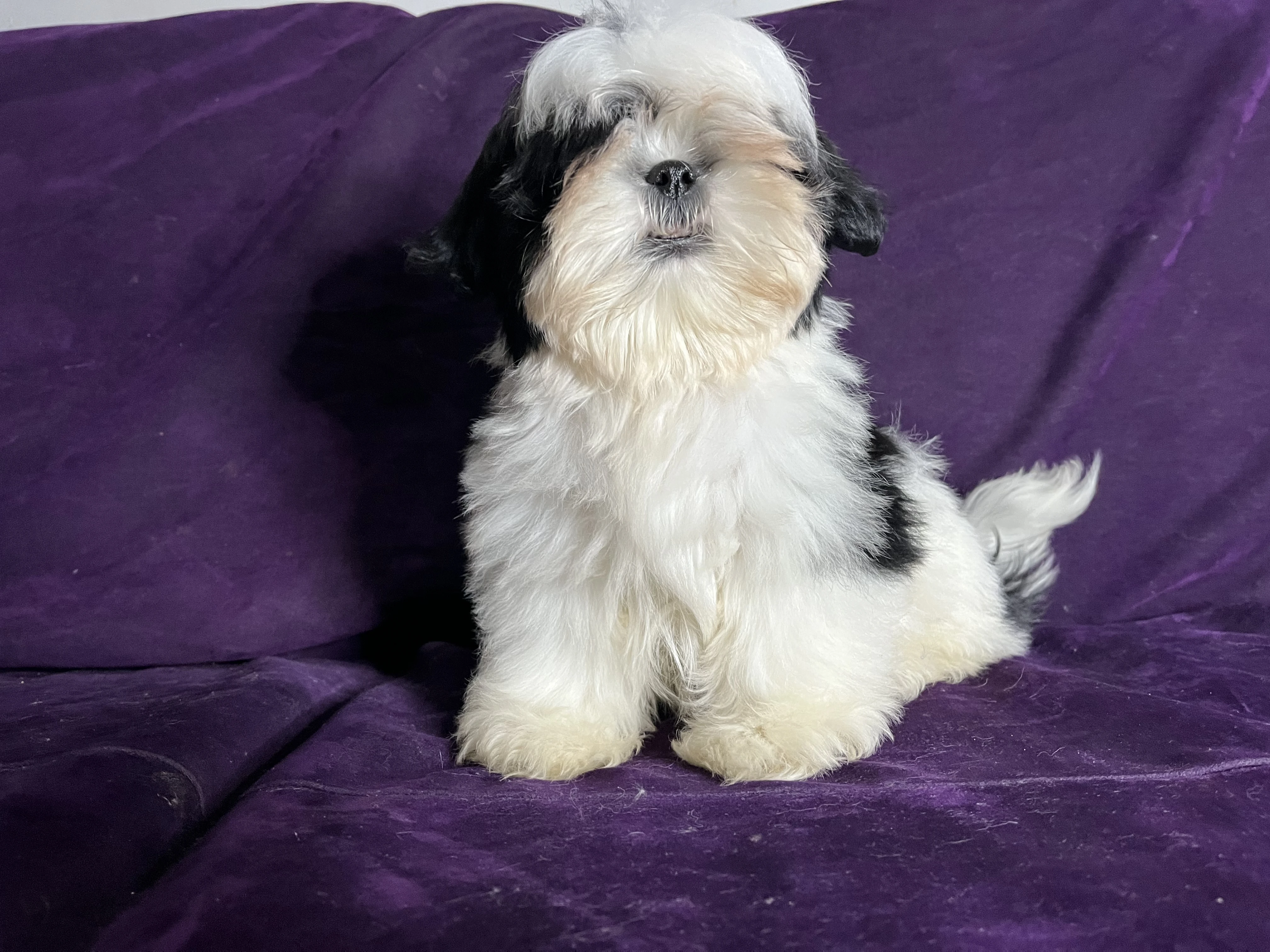 Shih tzu puppy for sale-Image 1