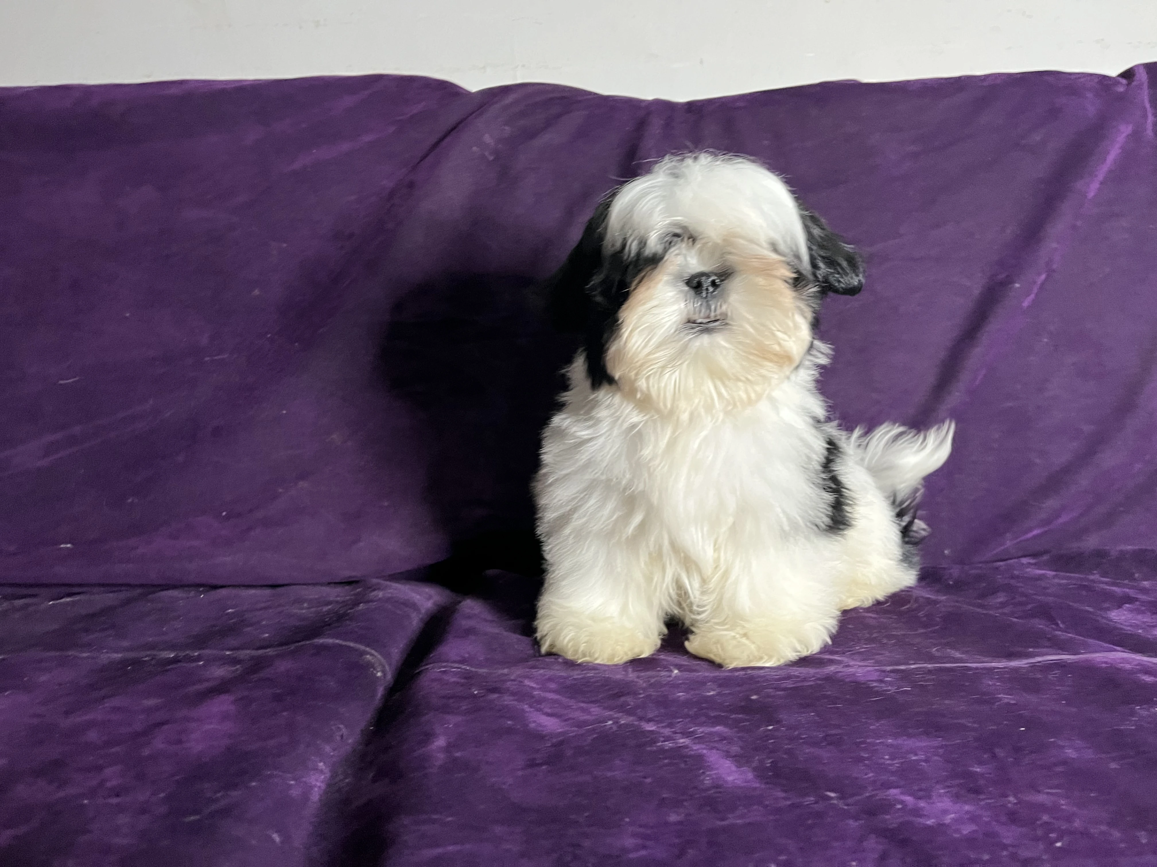 Shih tzu puppy for sale-Image 2