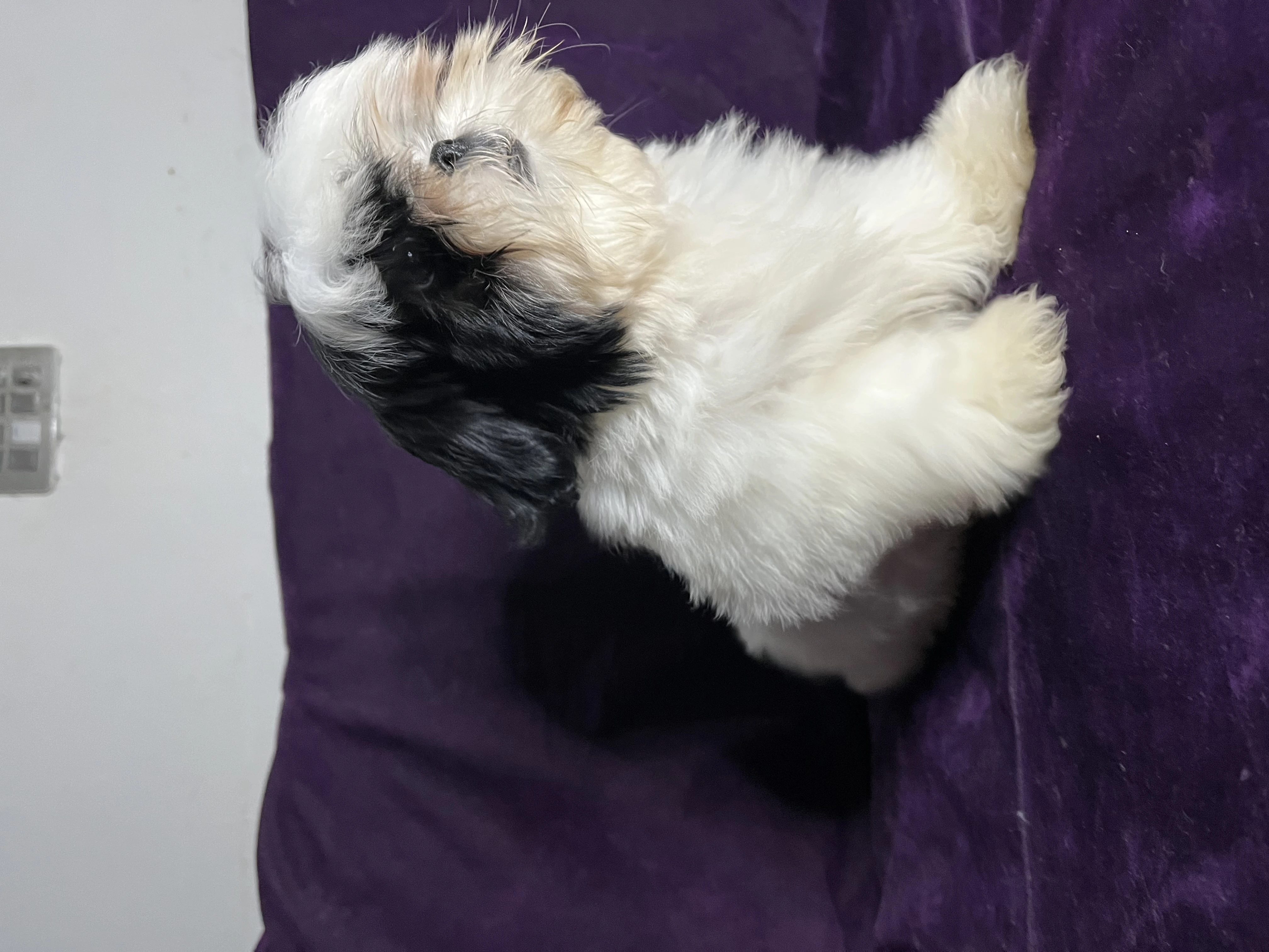 Shih tzu puppy for sale-Image 3