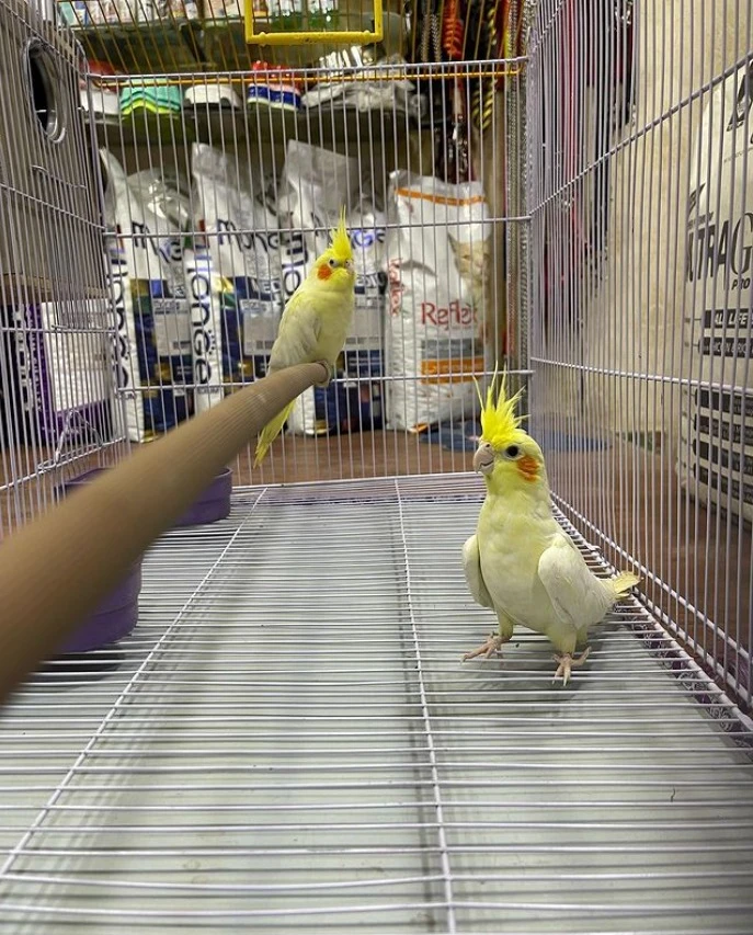 cockatiel parrots for sale-Image 1