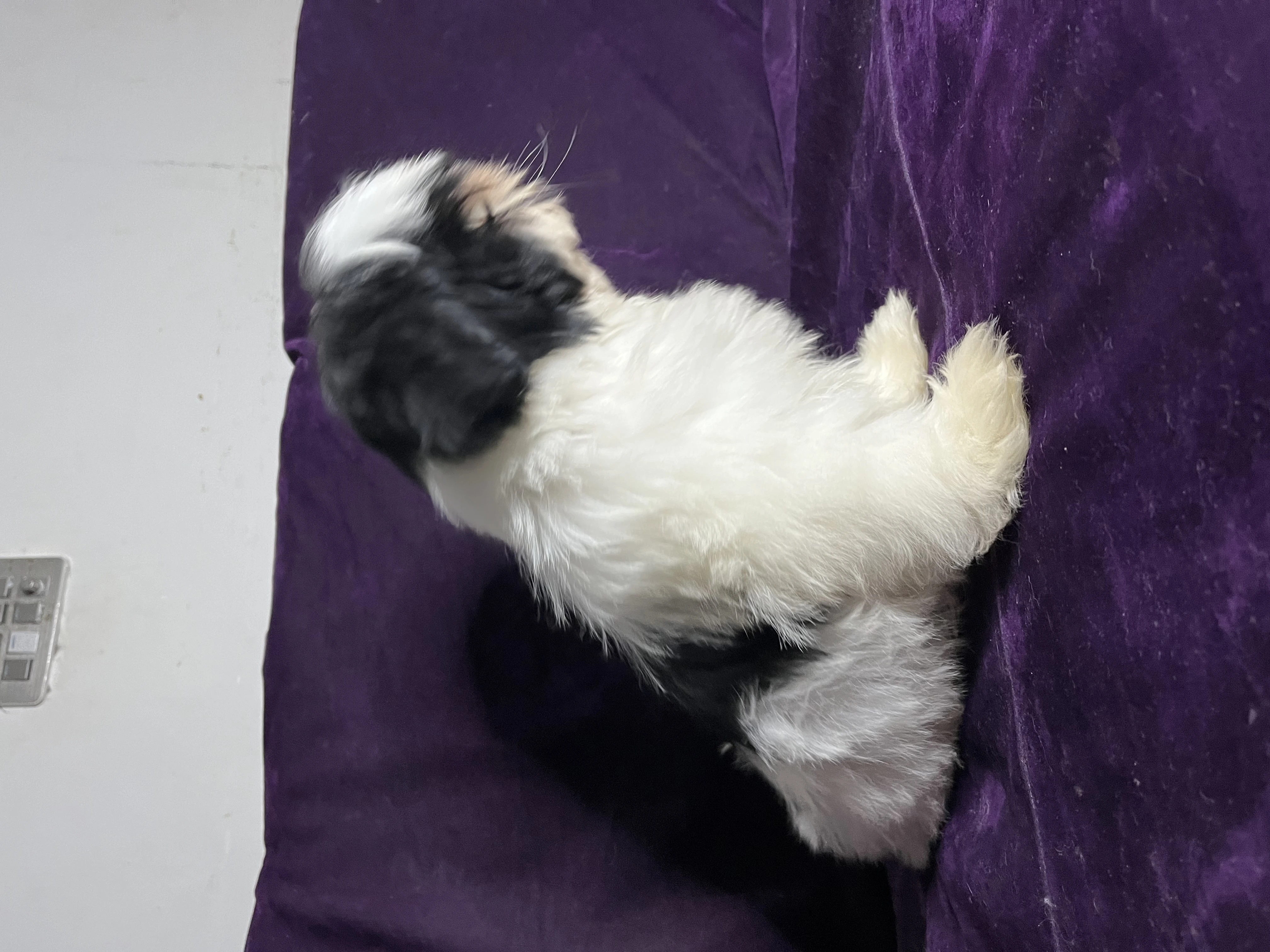 Shih tzu puppy for sale-Image 1