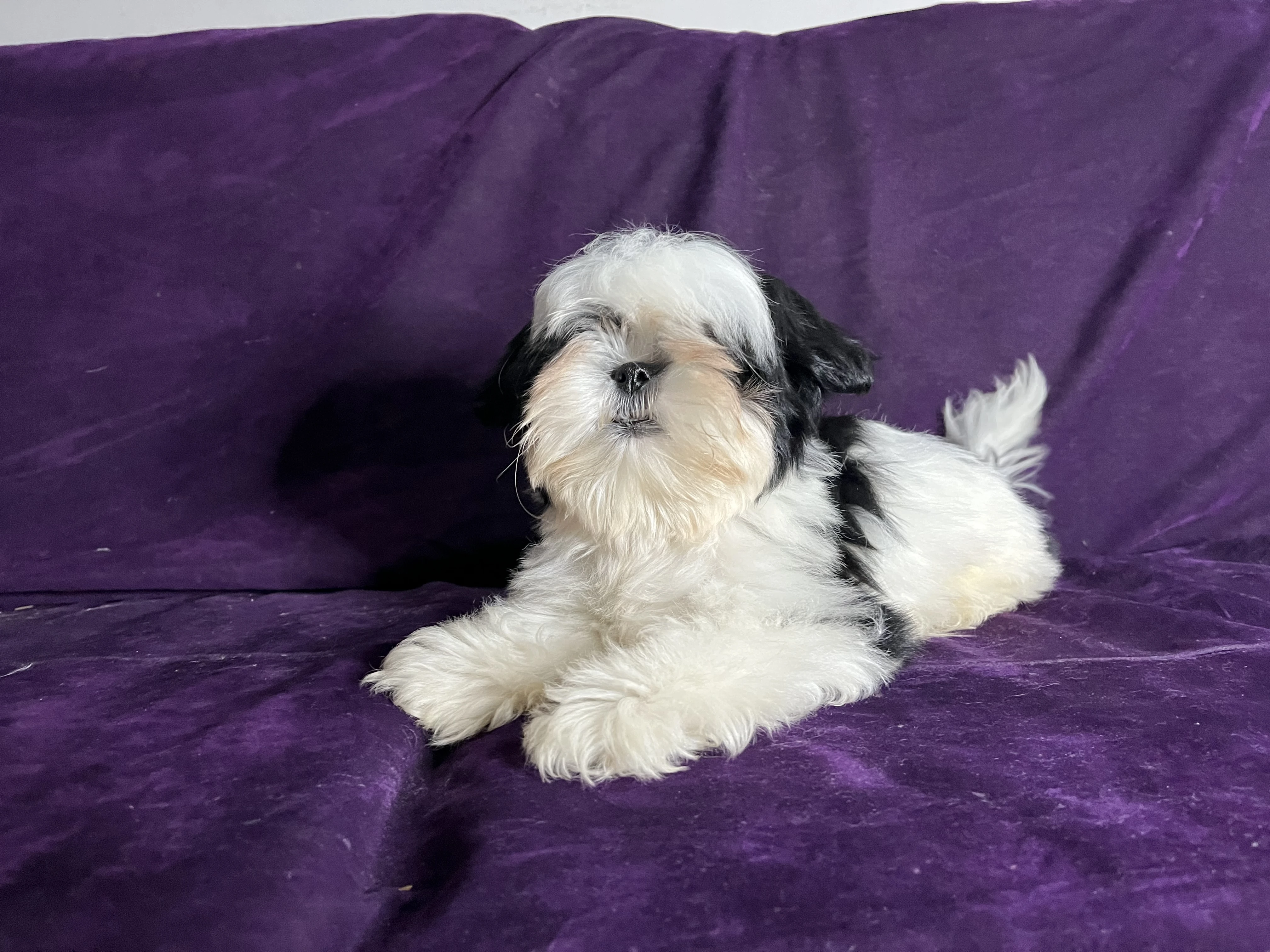 Shih tzu puppy for sale-Image 2