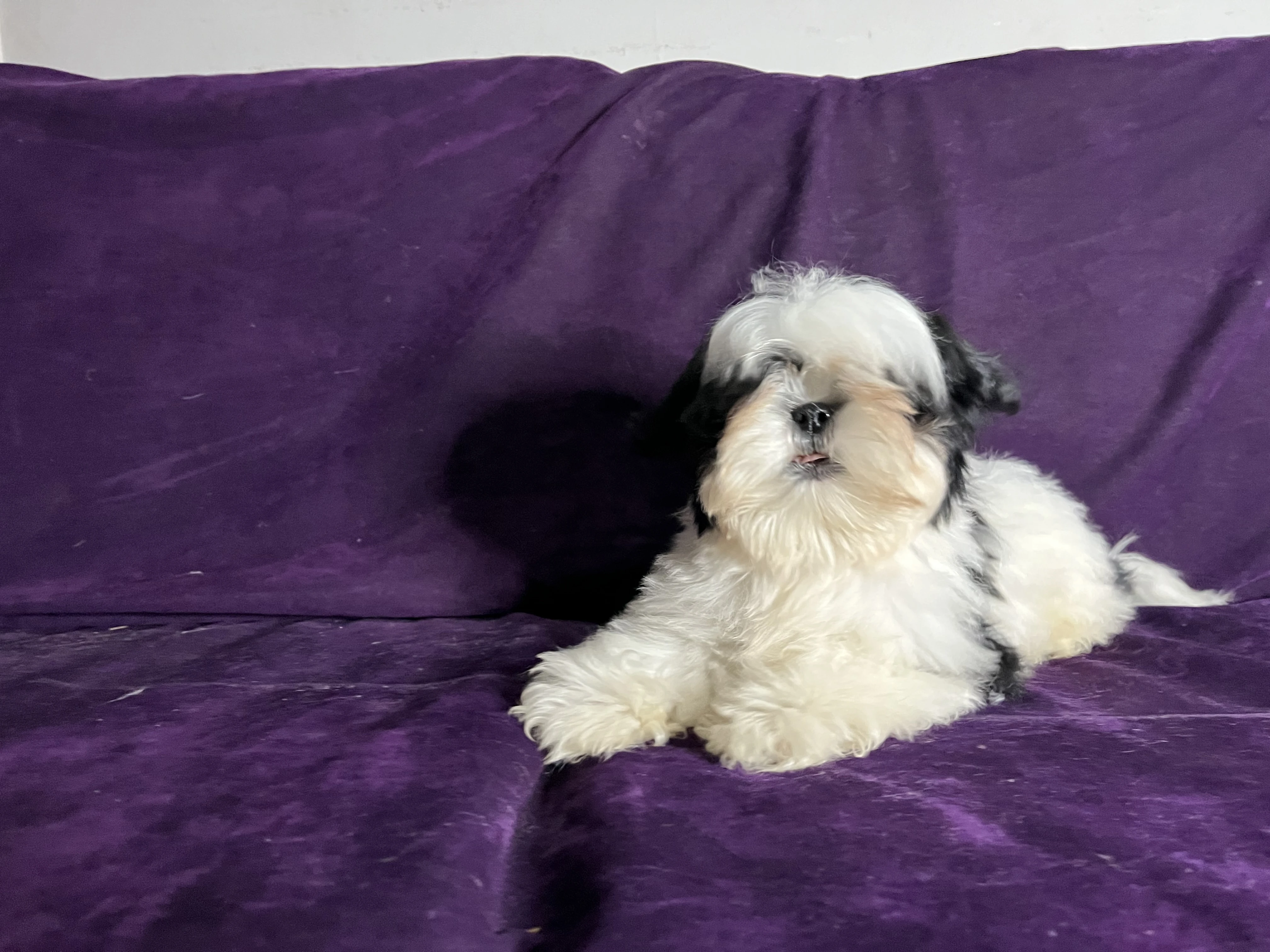 Shih tzu puppy for sale-Image 3