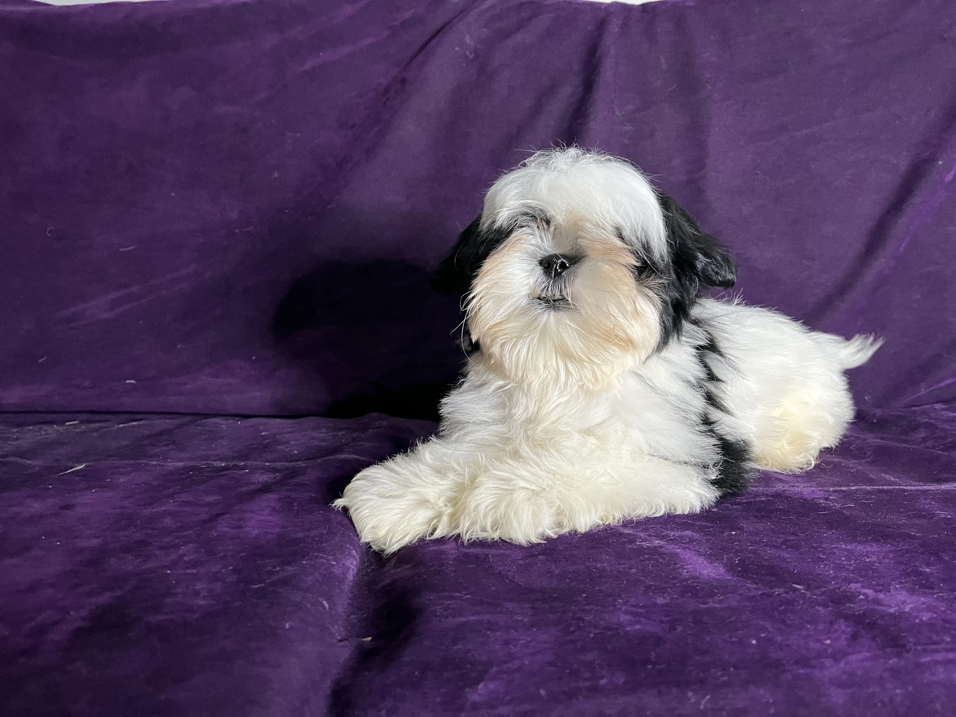 Shih tzu puppy for sale-Image 4