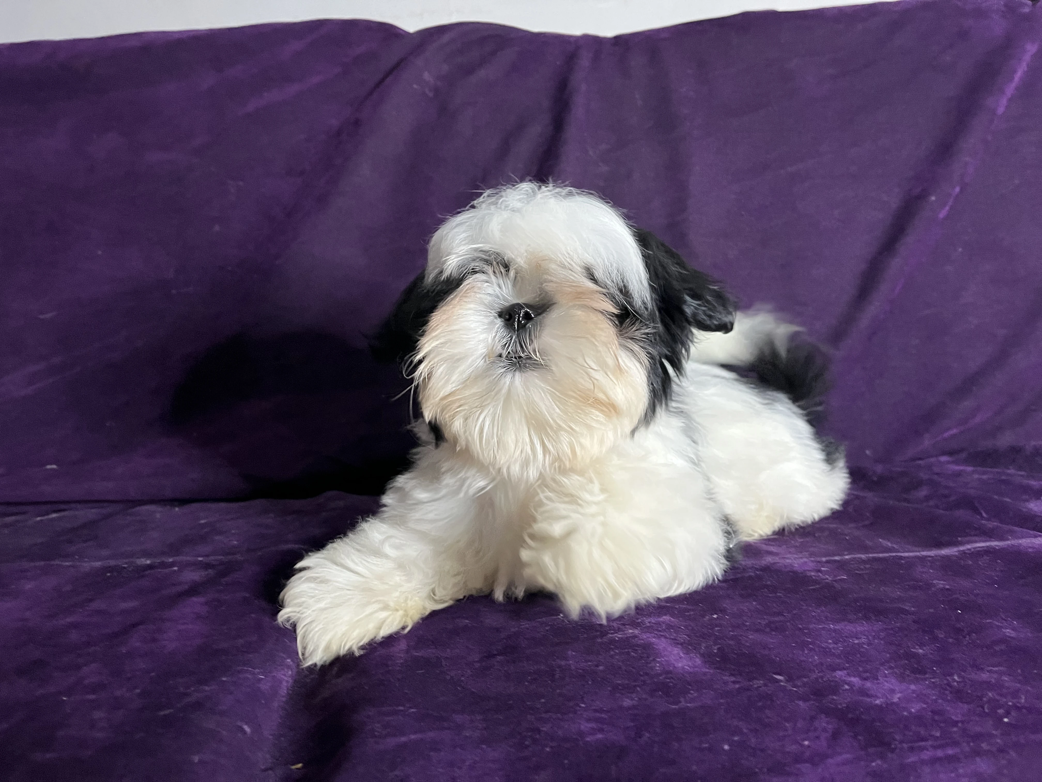 Shih tzu puppy for sale-Image 5