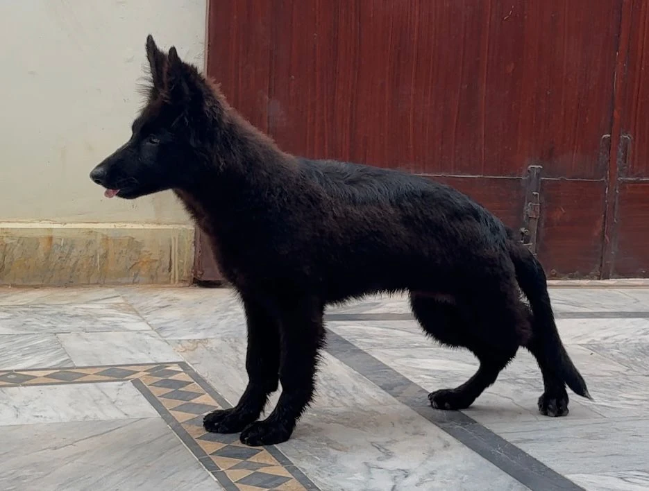 black German Shepherd female for sale-Image 3