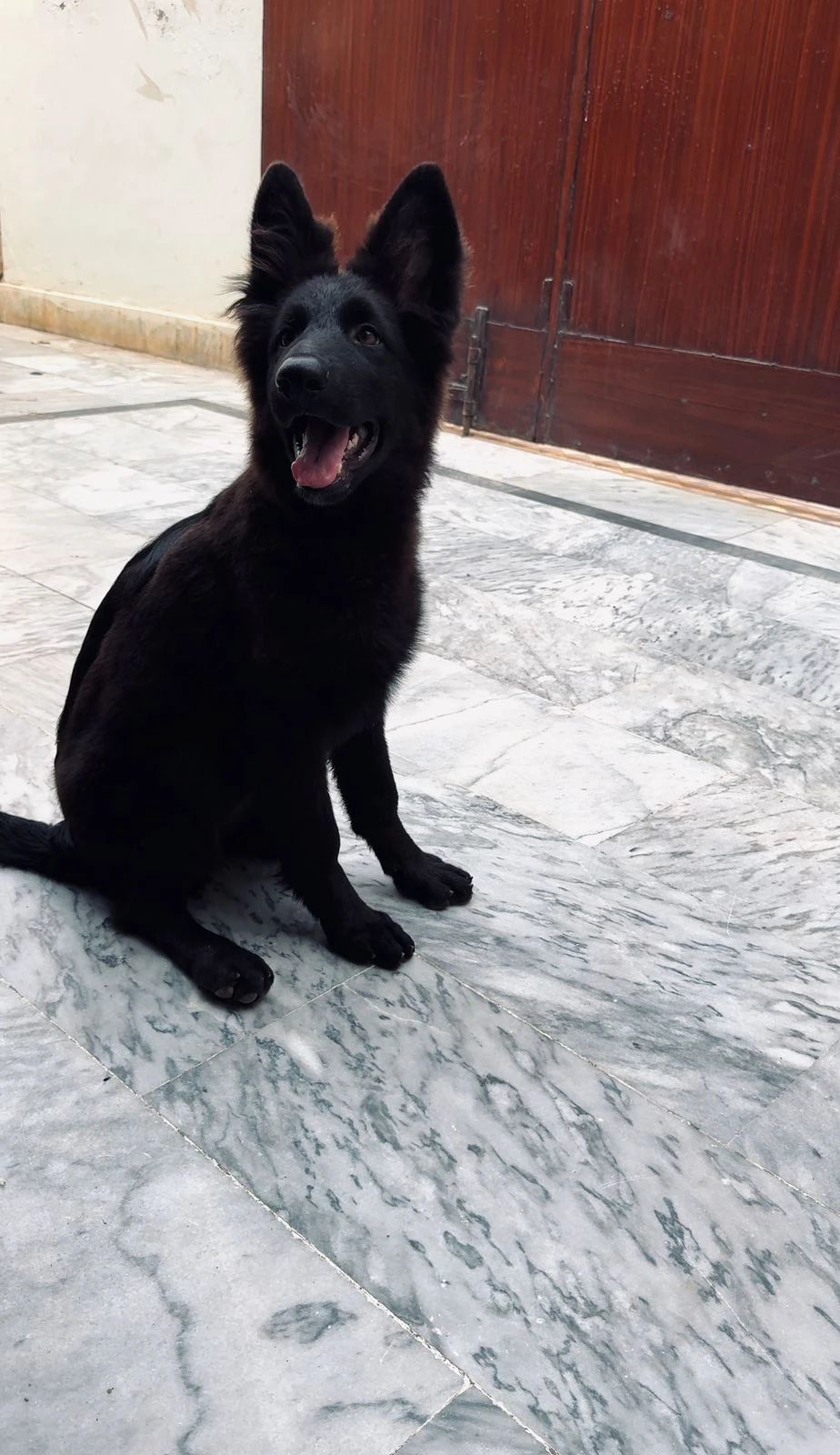 black German Shepherd female for sale-Image 5