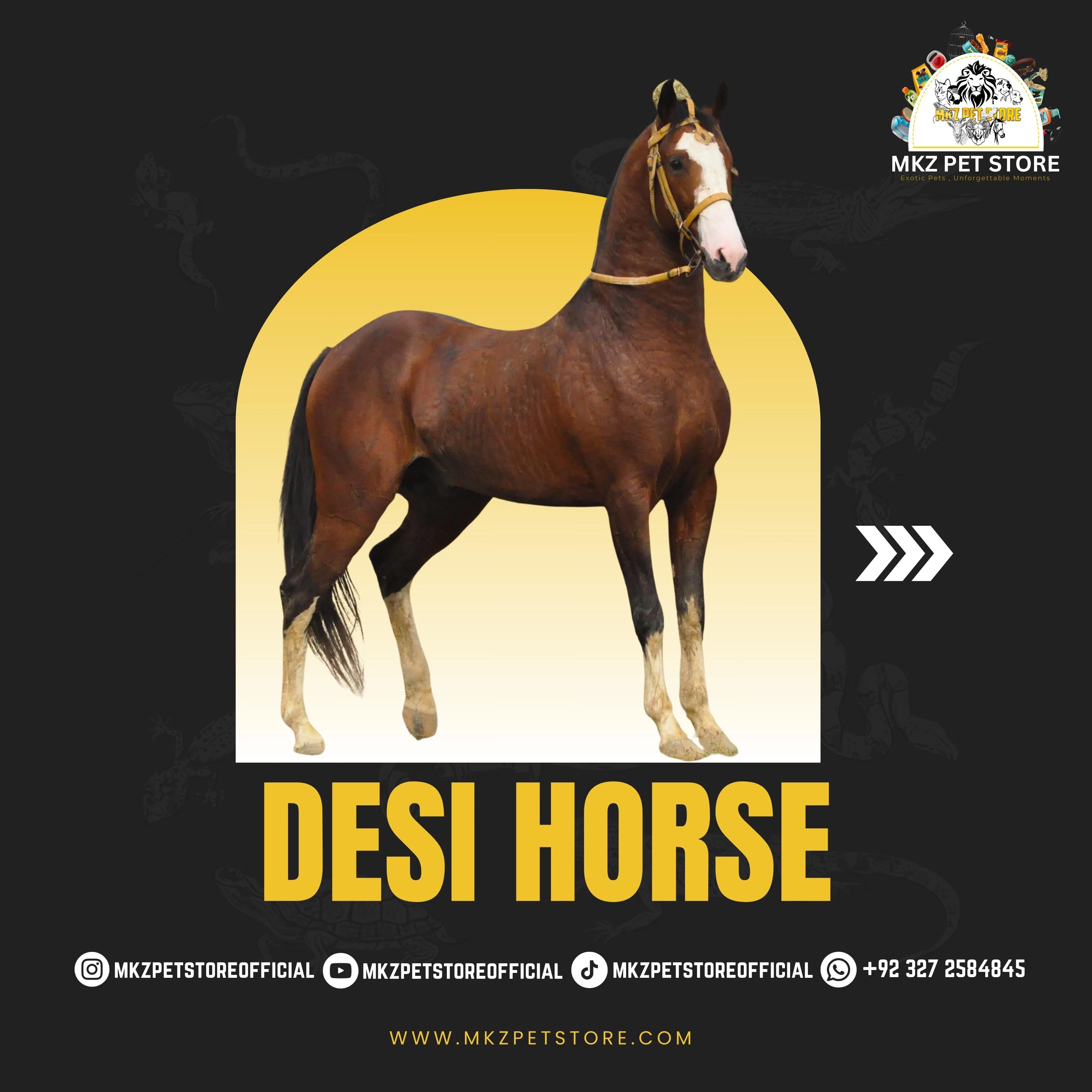 Desi Horse for sale-Image 1