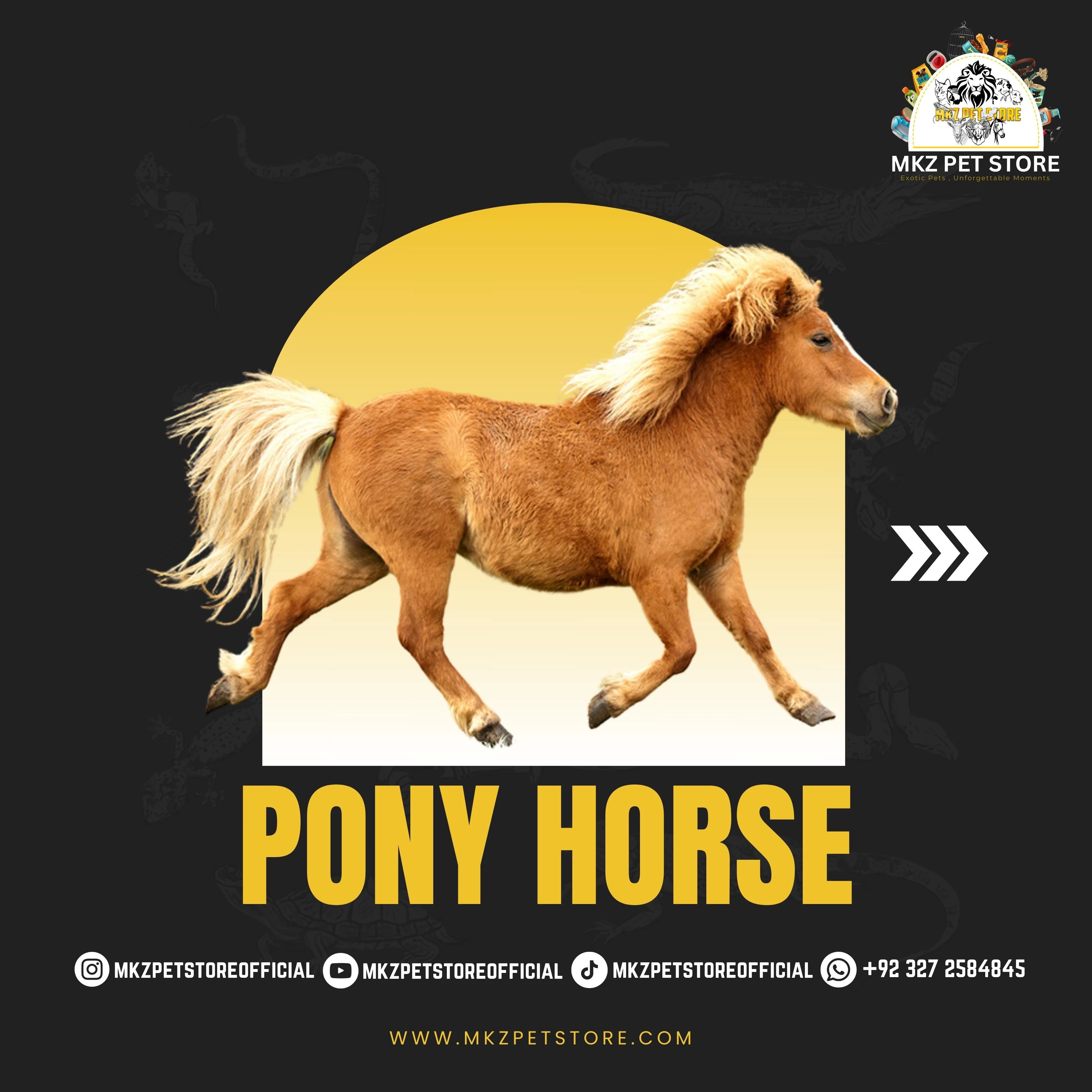 Pony Horse for sale-Image 1