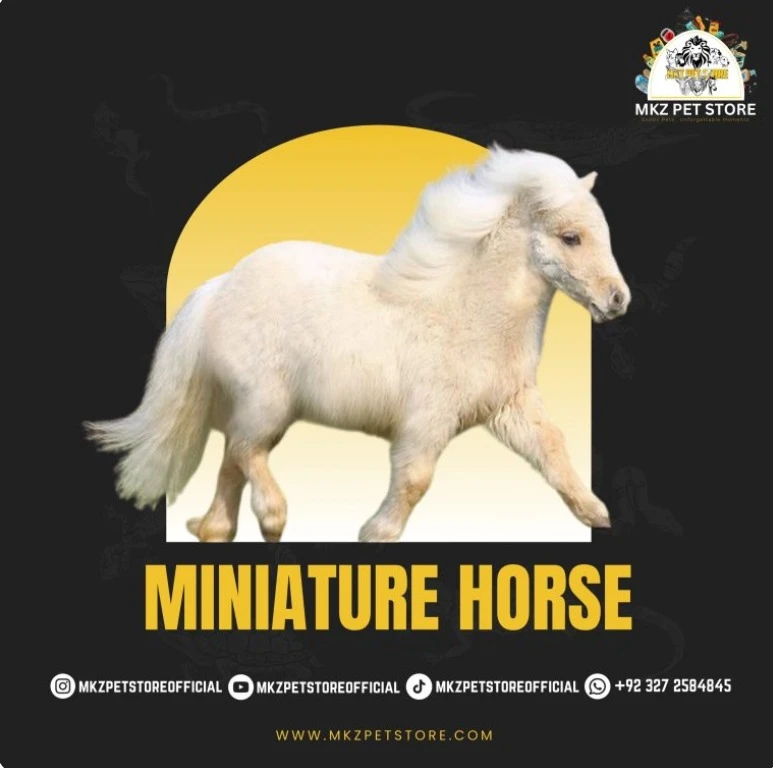 miniature horses for sale-Image 1