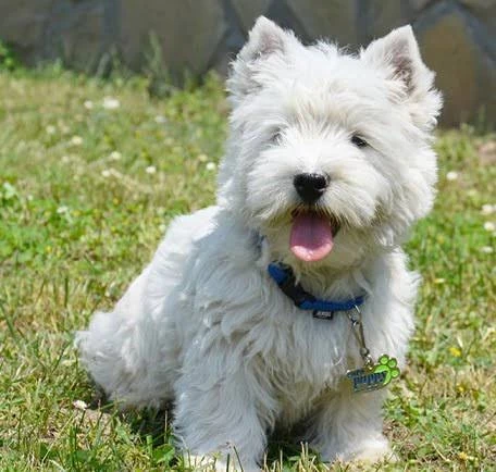 West highland white terrier-Image 2