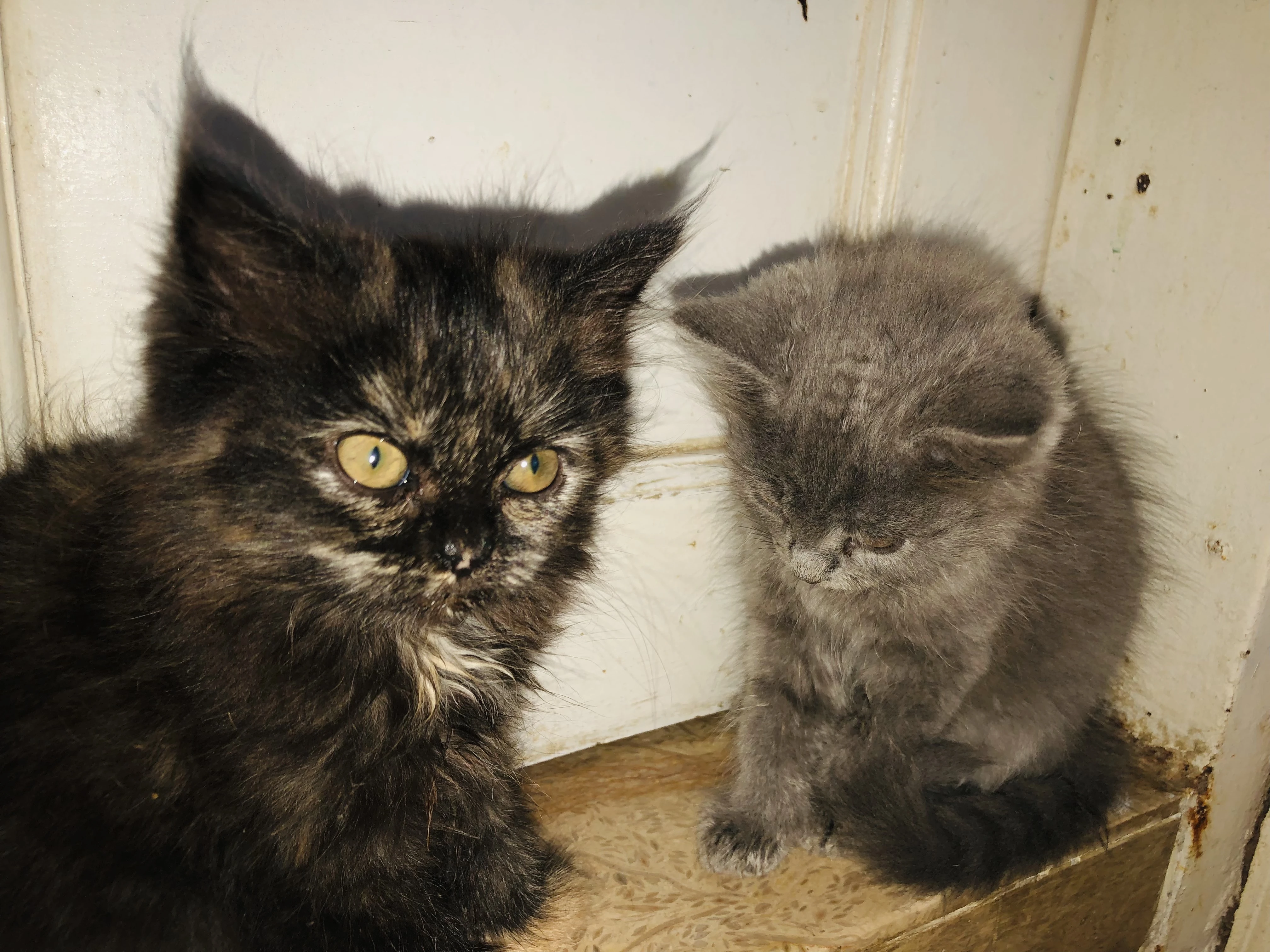 Pure Persian Kittens-Image 1