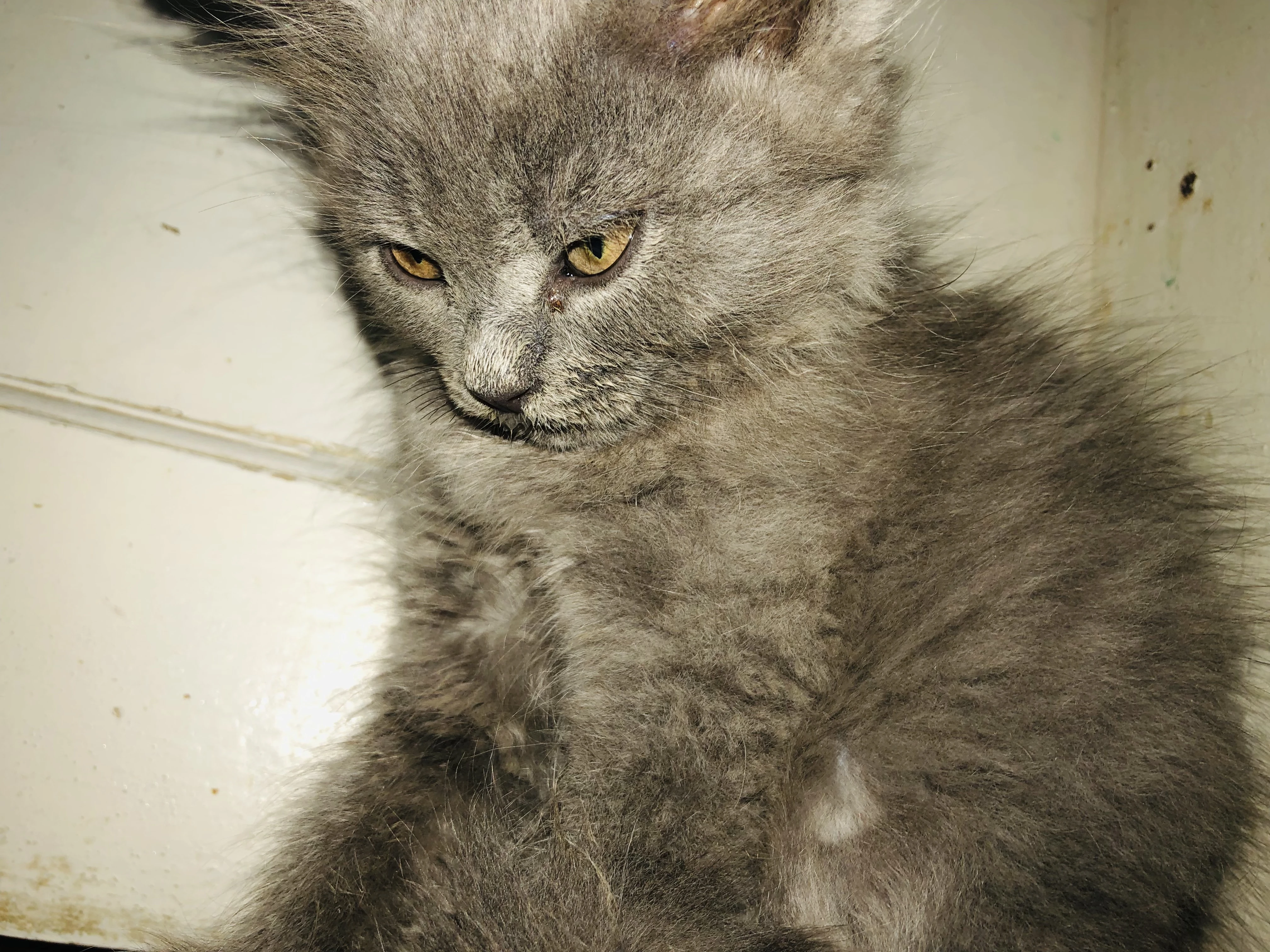 Pure Persian Kittens-Image 3