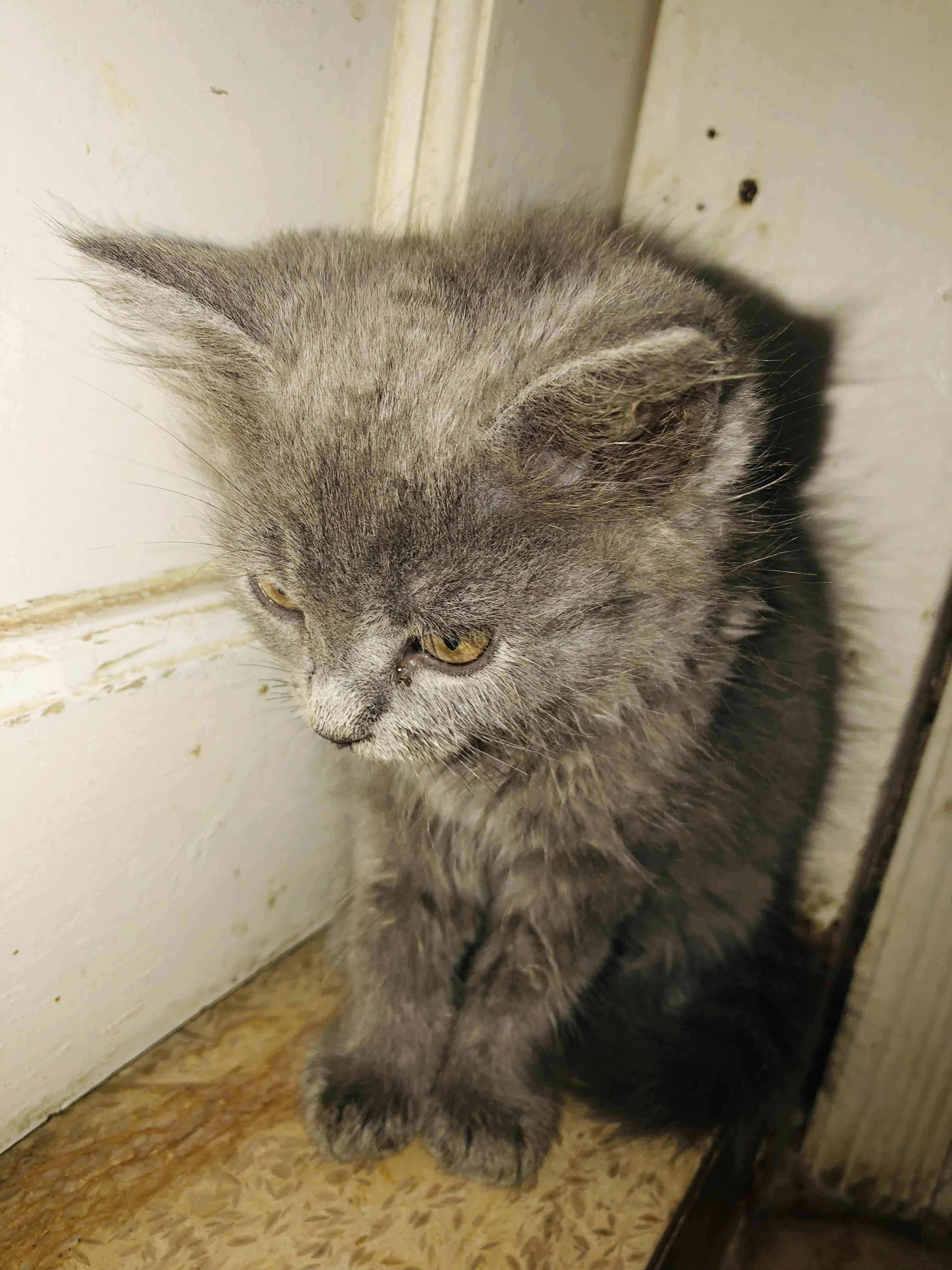 Pure Persian Kittens-Image 4