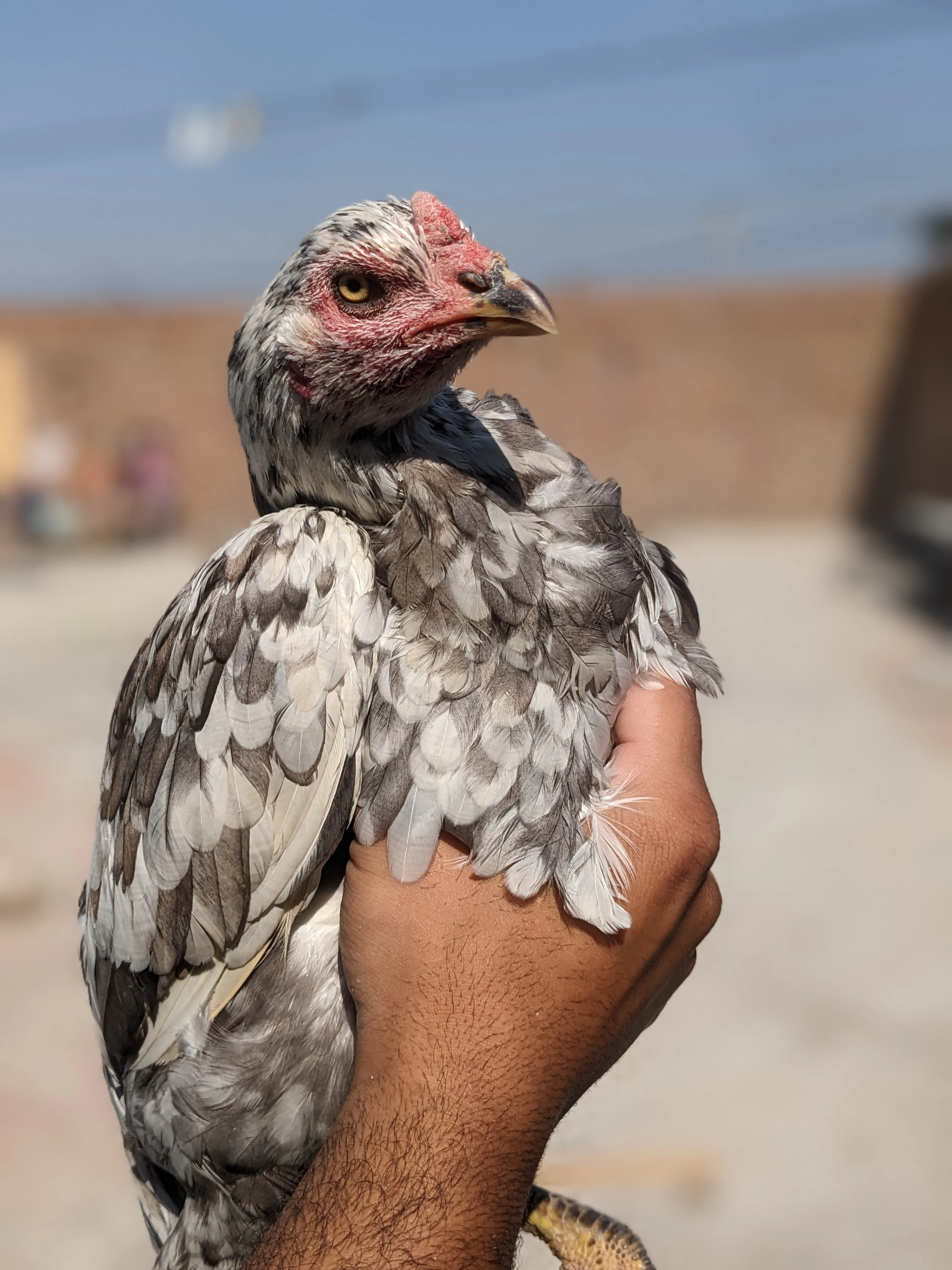 Saliati Madi Age 1.5 years Eggs laying-Image 5