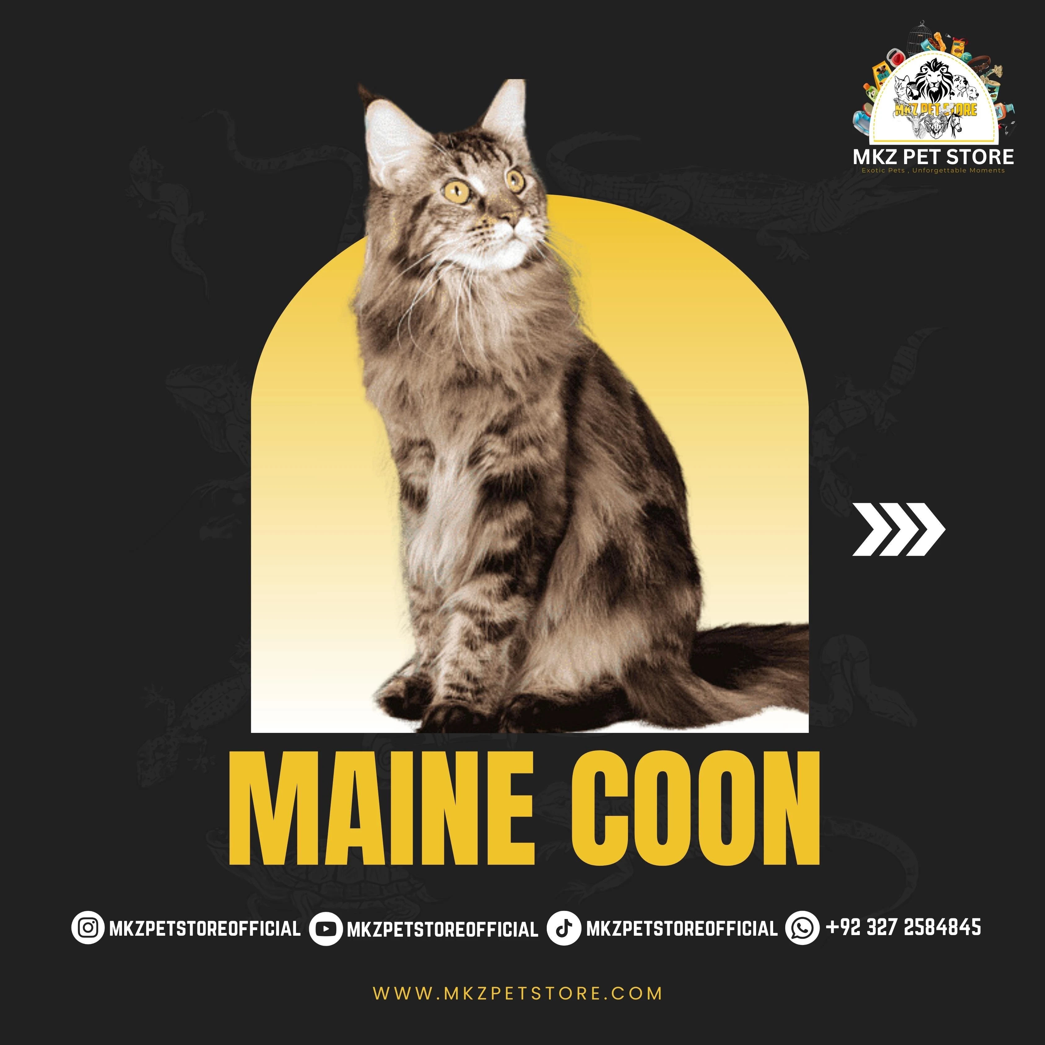 Maine Coon kittens for sale-Image 1