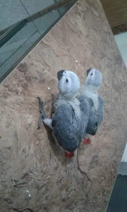 African grey parrot for sale-Image 1