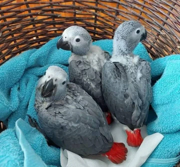 African grey parrot for sale-Image 2