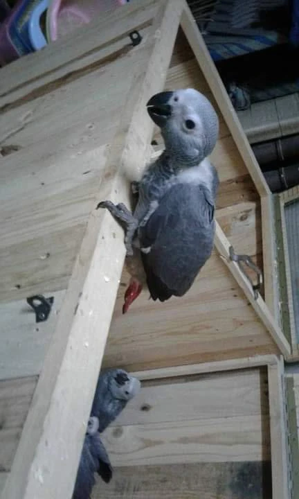 African grey parrot for sale-Image 3