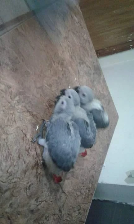 African grey parrot for sale-Image 4