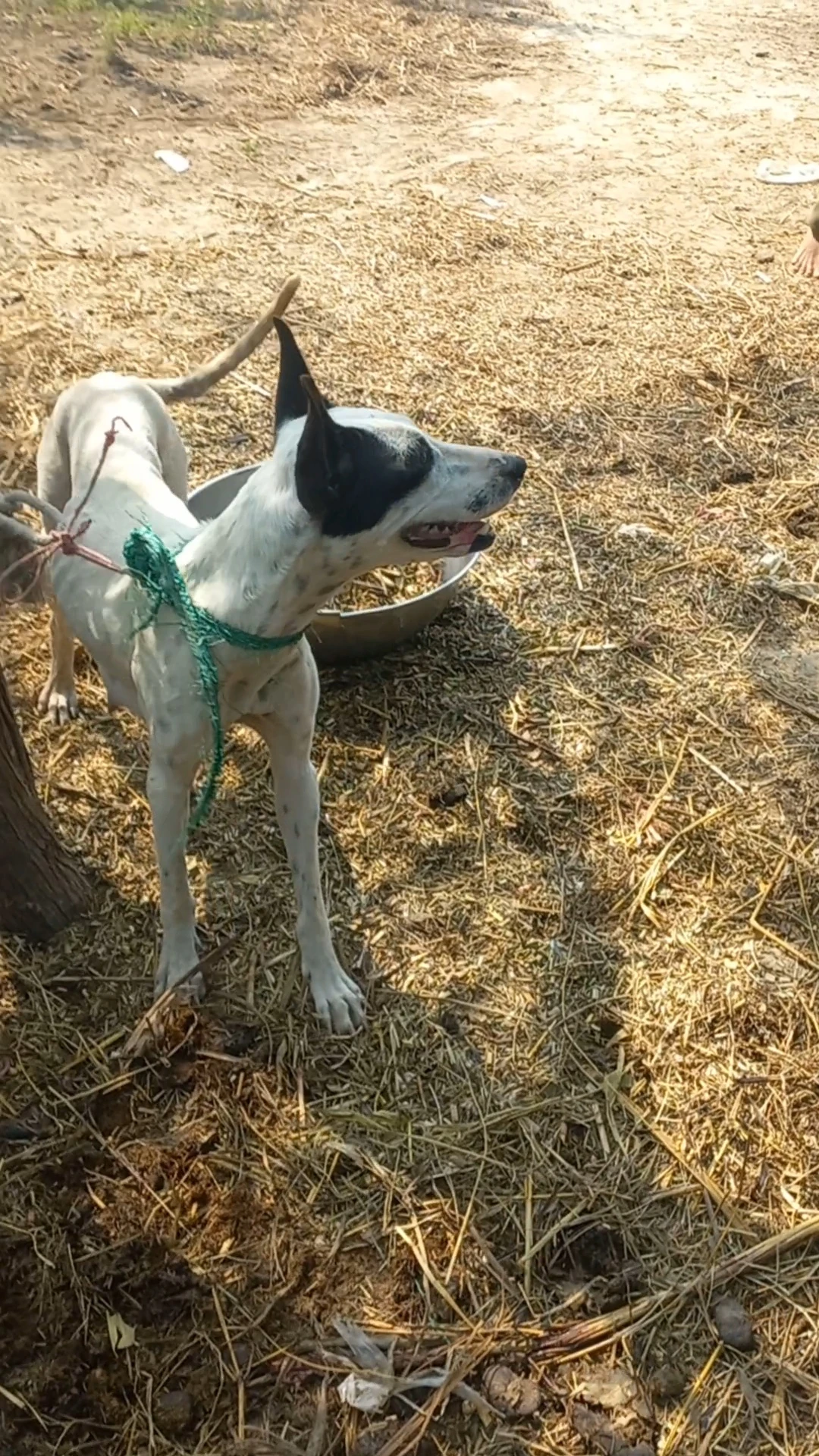 Gultair puppies urgent sale jisko chahiuev-Image 4