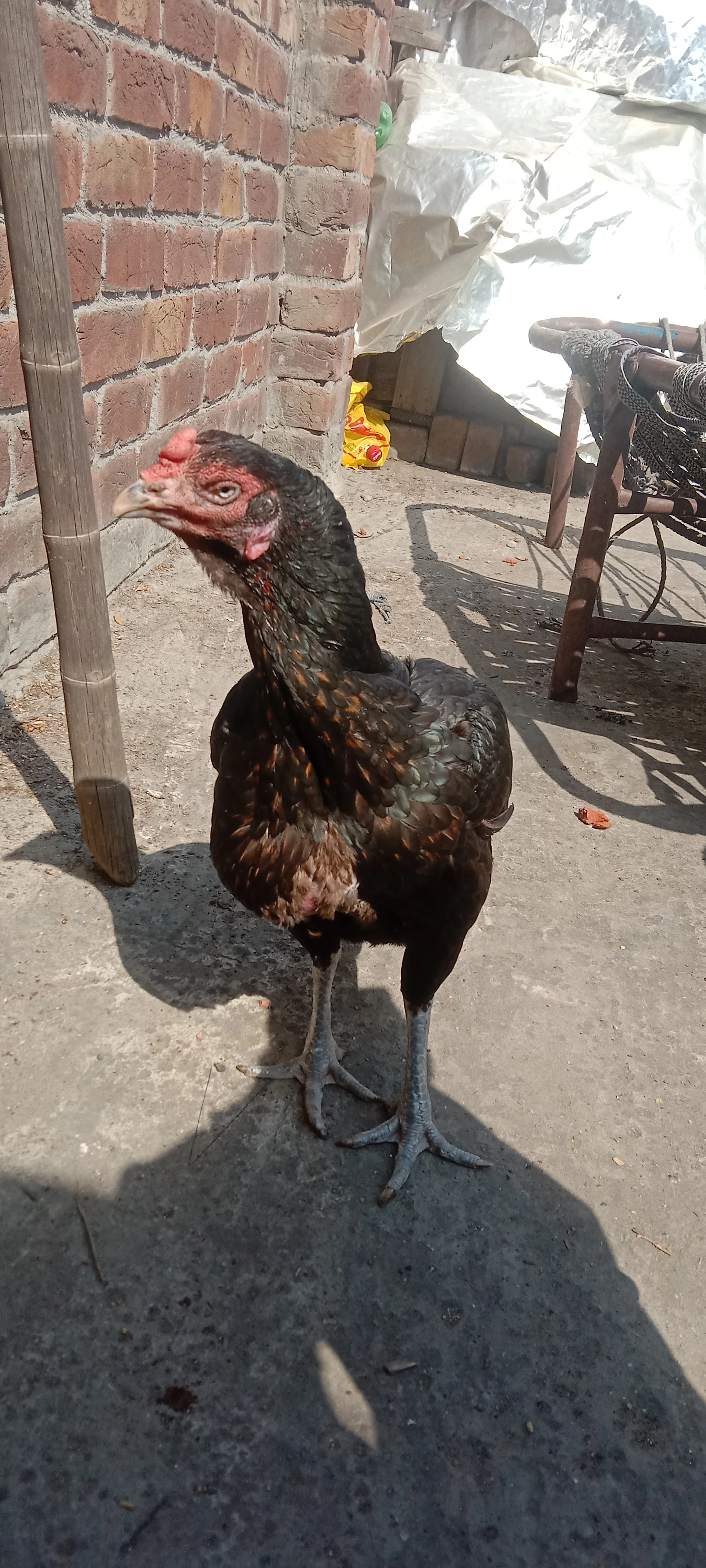 Hen for sale........-Image 1