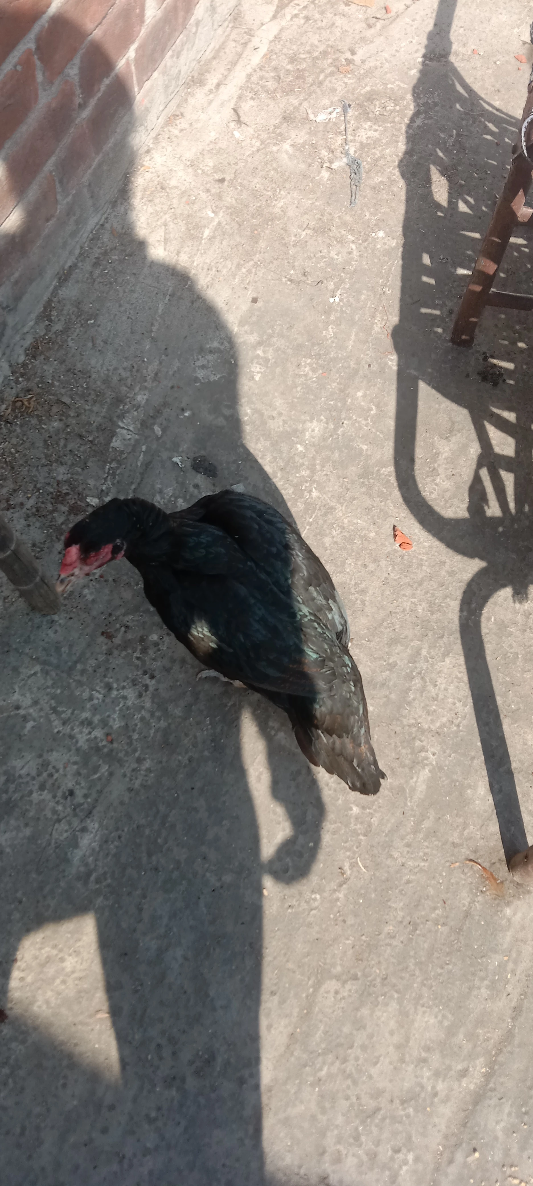 Hen for sale........-Image 2