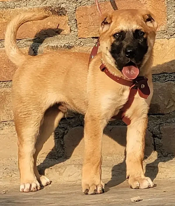 Kurdish Kangal security dog male for sale heavy bone-Image 1