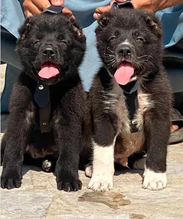 alabai security Dog 2 month pair for sale heavy bone-Image 1