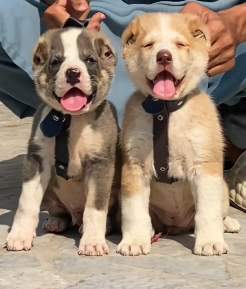 alabai security Dog 2 month pair for sale heavy bone-Image 1