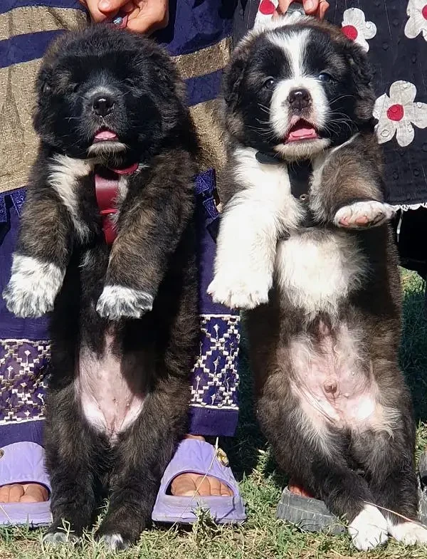 alabai security dog 2 month pair for sale heavy bone-Image 1