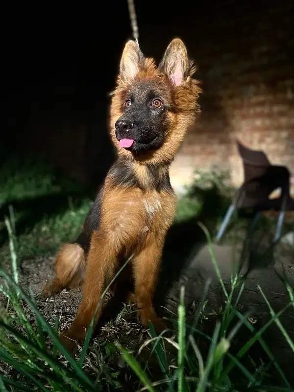 German Shepherd Long Haired Male Puppy-Image 3