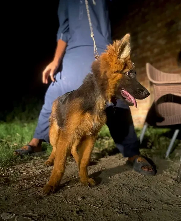 German Shepherd Long Haired Male Puppy-Image 4